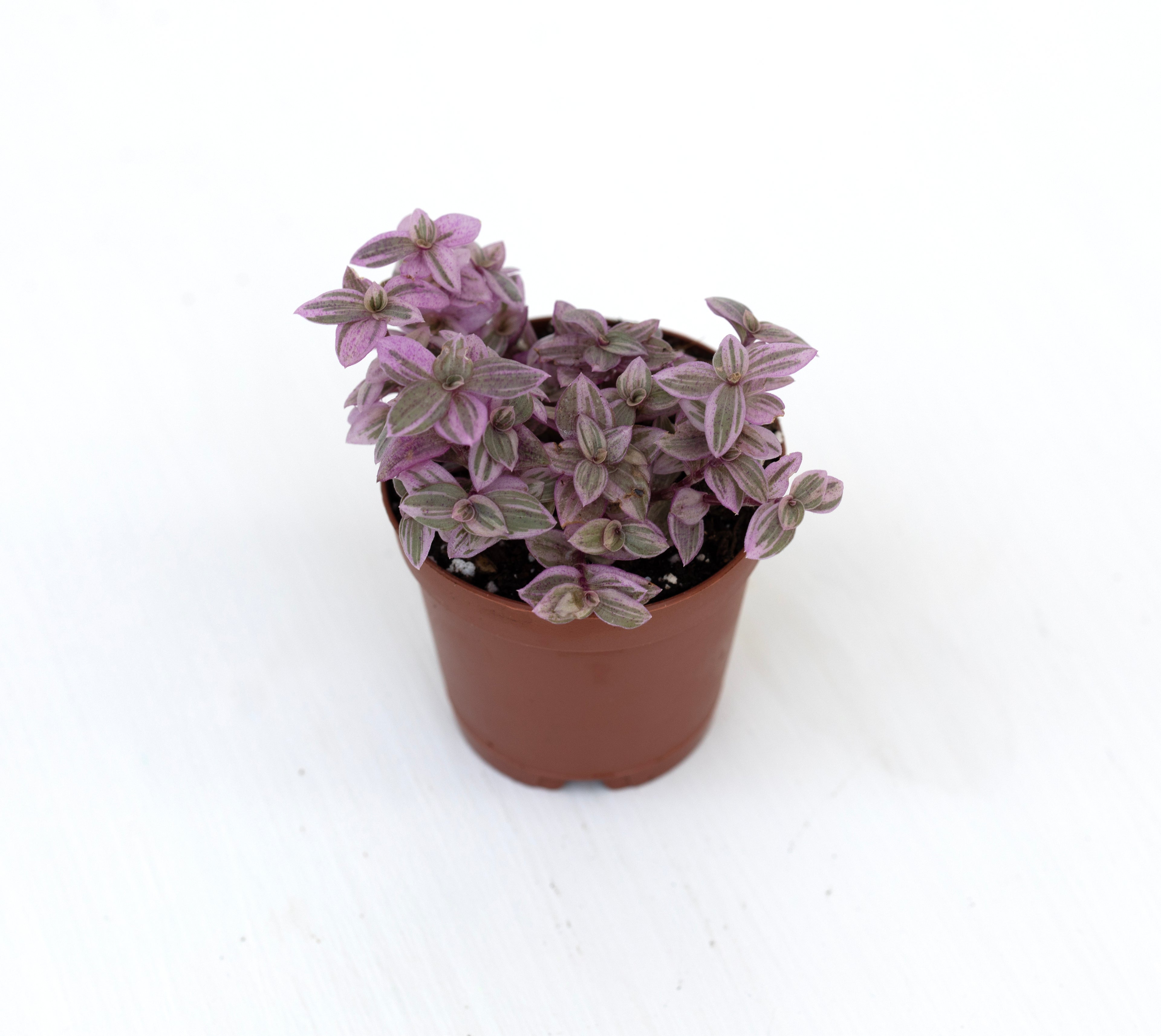 Pink Panther tradescantia