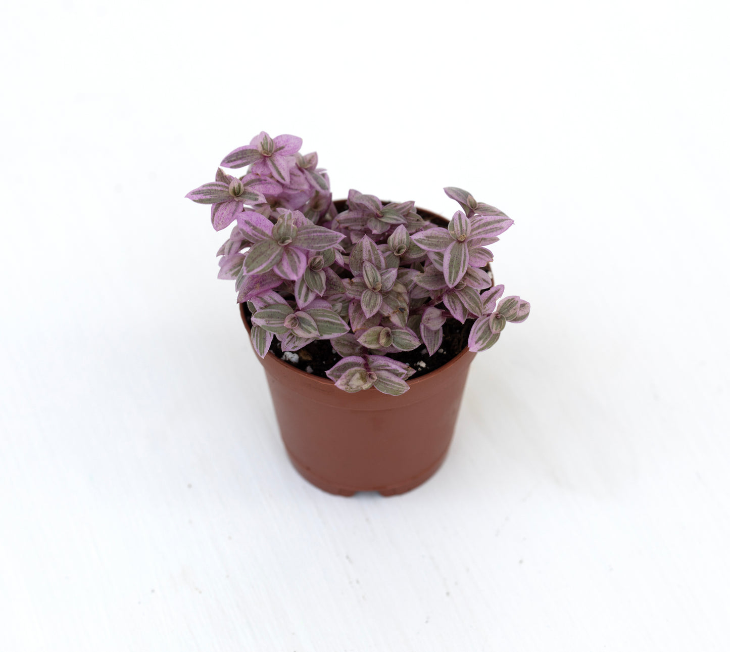 Pink Panther tradescantia