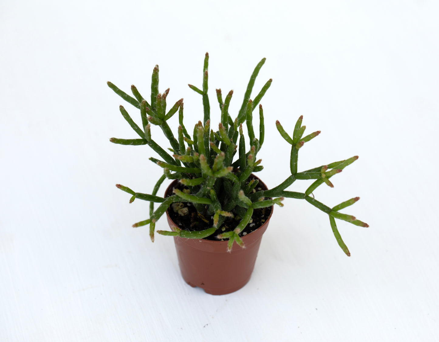 Rhipsalis