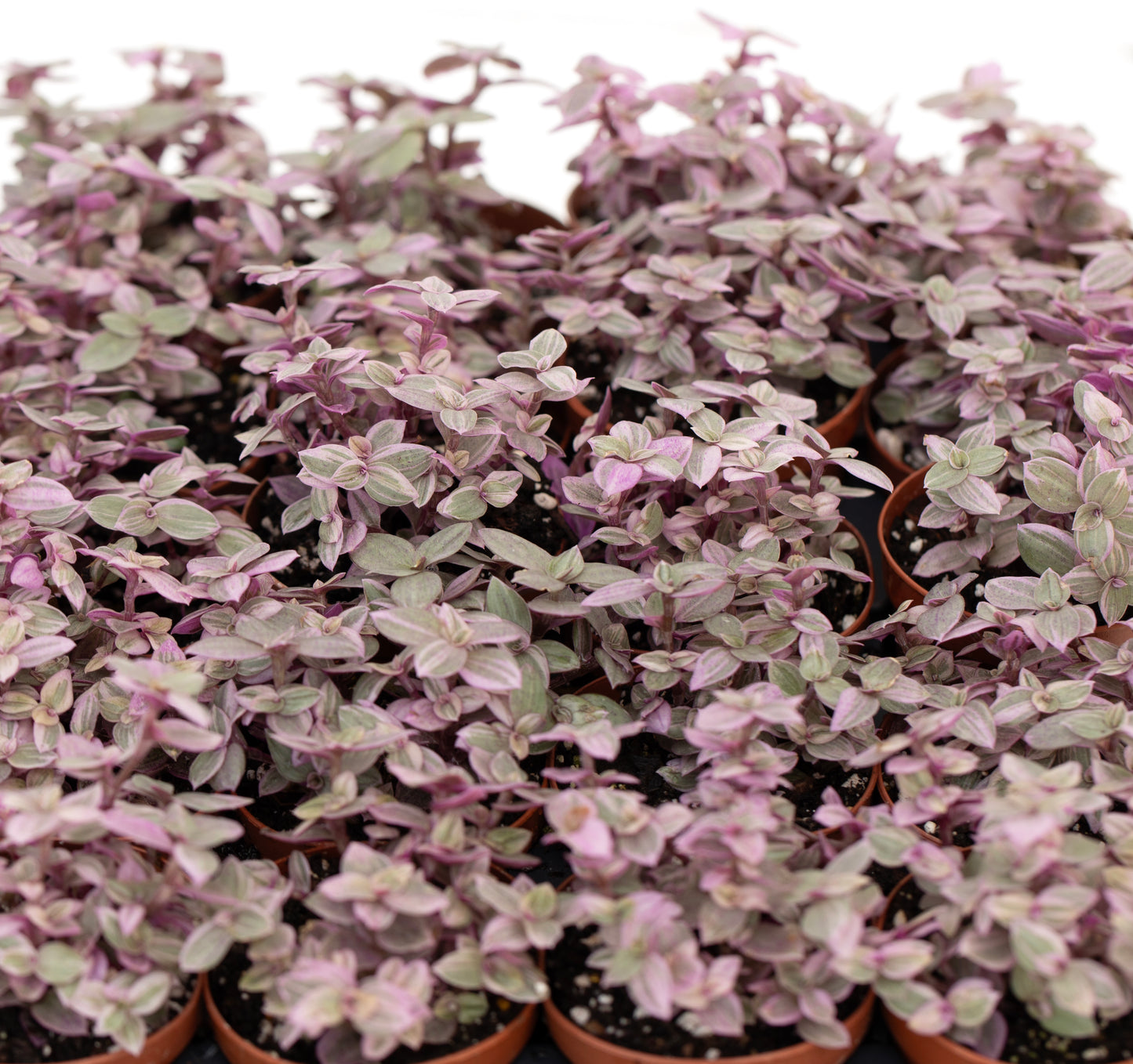 Pink Panther tradescantia