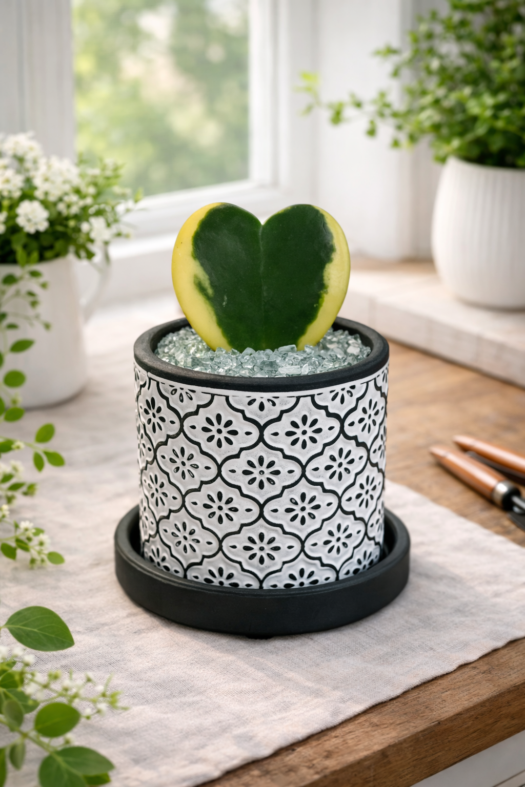 Variegated Hoya Heart in Decorative Pot