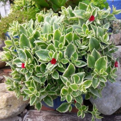 Variegated Baby Sunrose