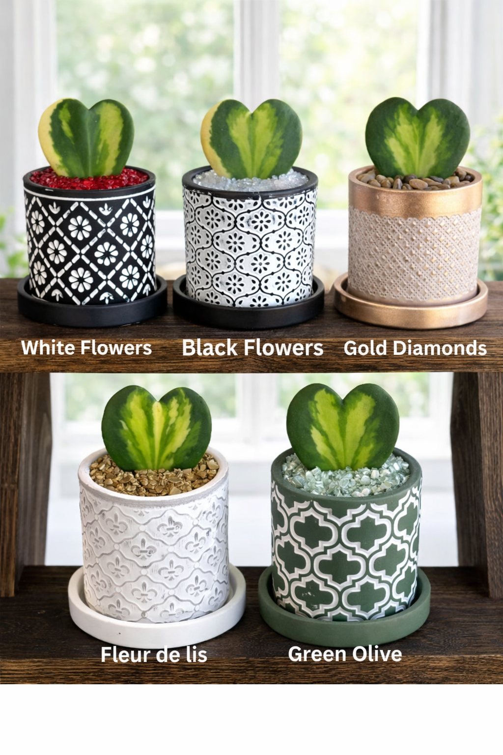 Hoya Kerrii heart Flame