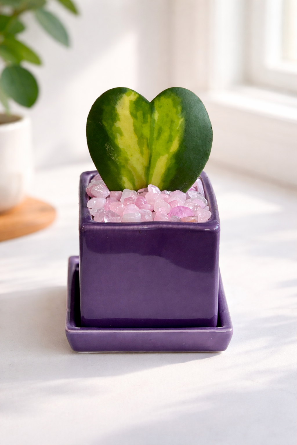 Flame Hoya Kerrii Heart