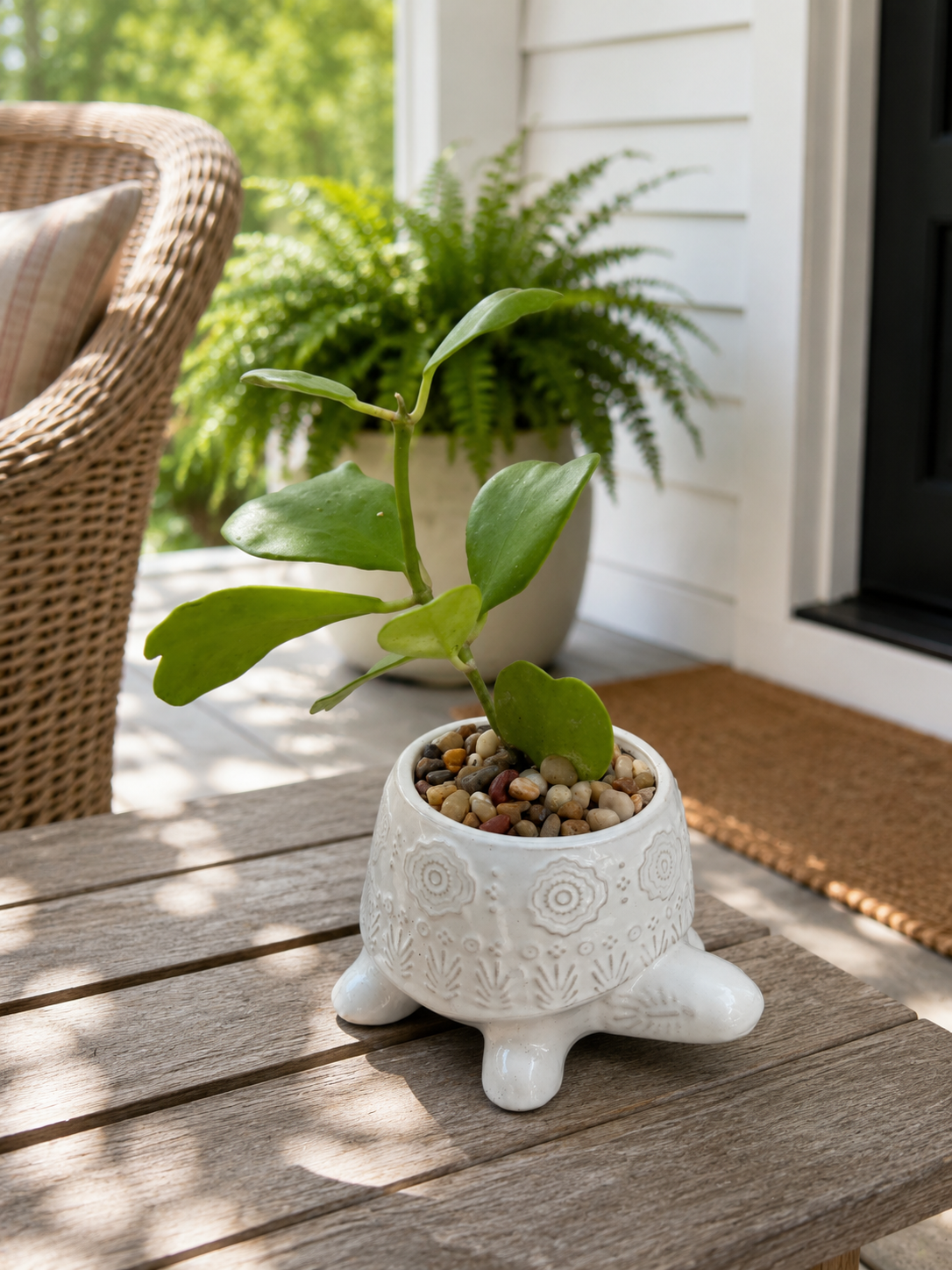 Hoya Kerrii Heart Vine in Decorative Turtle Planter