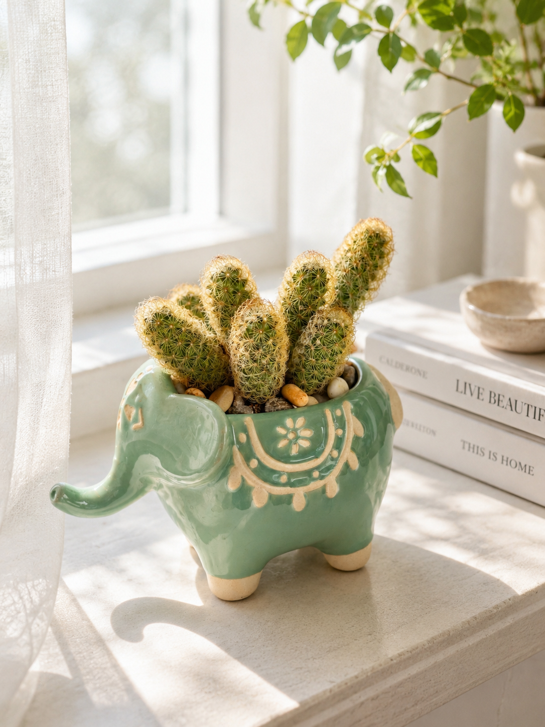 Lady Finger Cactus in Decorative Elephant Planter