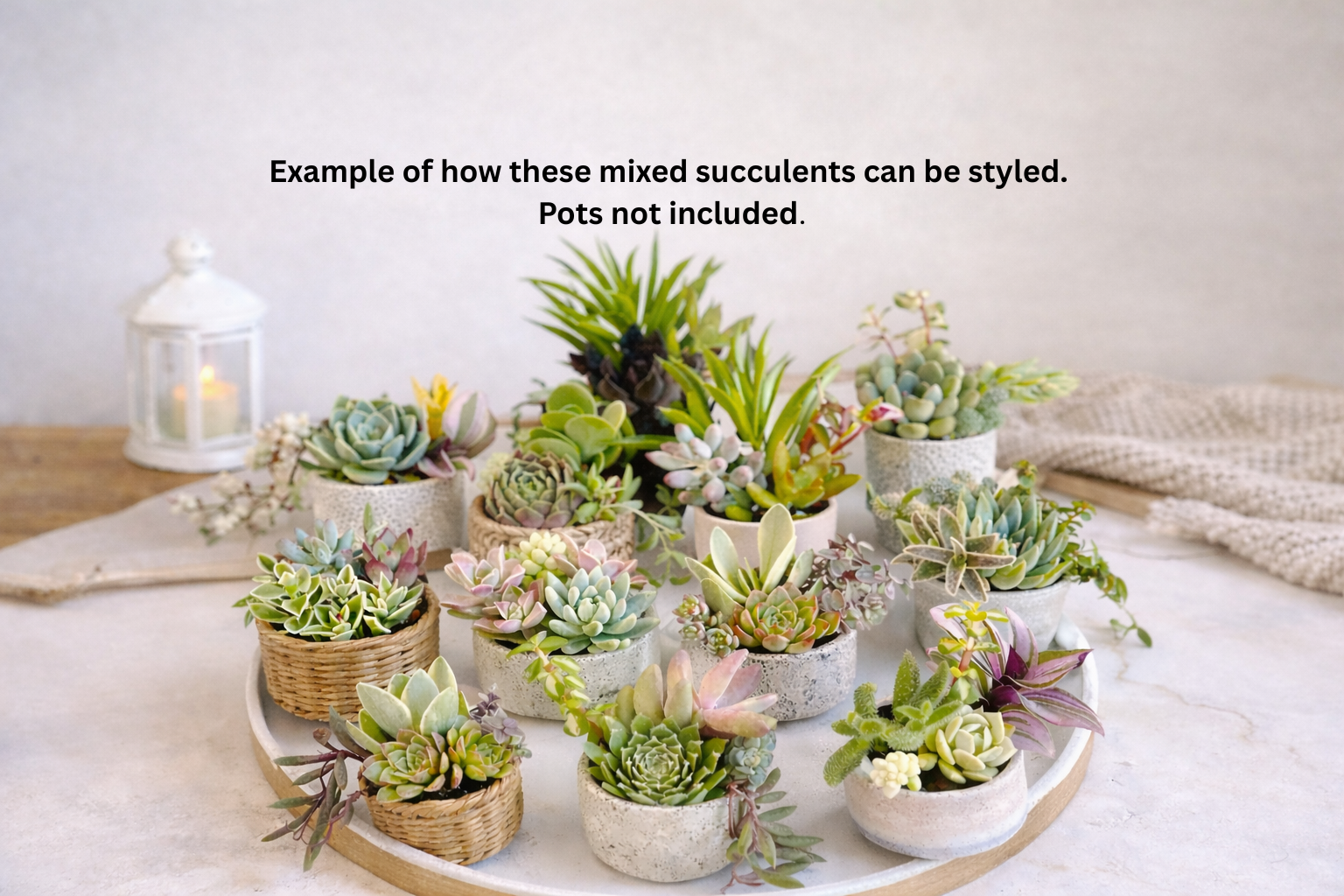 10 Mixed Succulent Favors – Perfect for Hostess, Corporate, and Event Gifting