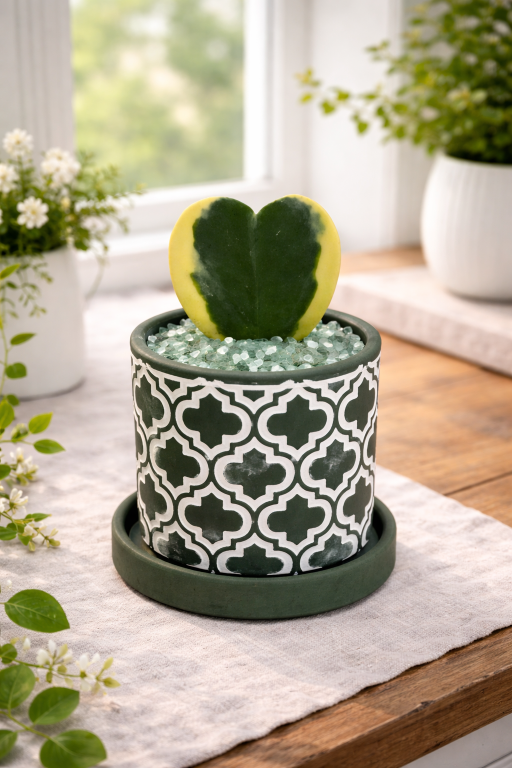 Variegated Hoya Heart in Decorative Pot