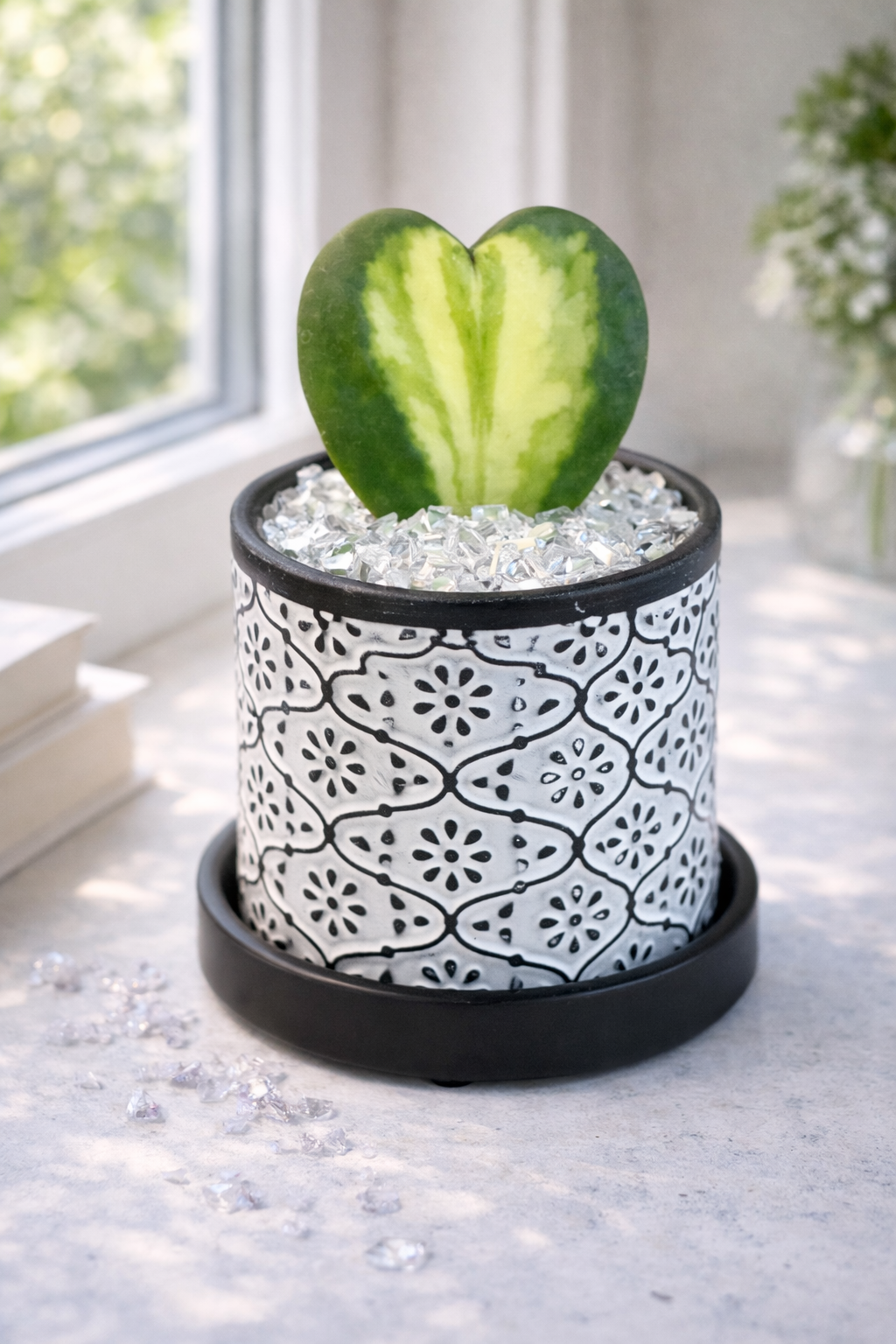 Hoya Kerrii heart Flame