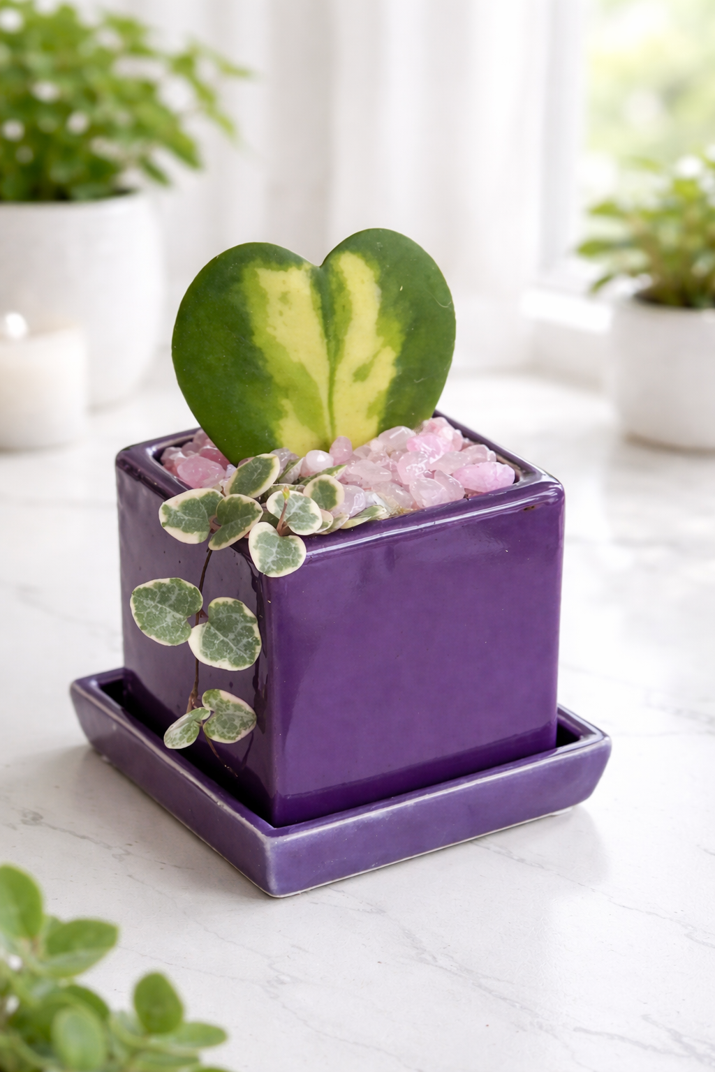 earnest hearts 鉢　volt 風林火山 Flame Hoya Kerrii Heart + Variegated String of Hearts – Willow Gardens