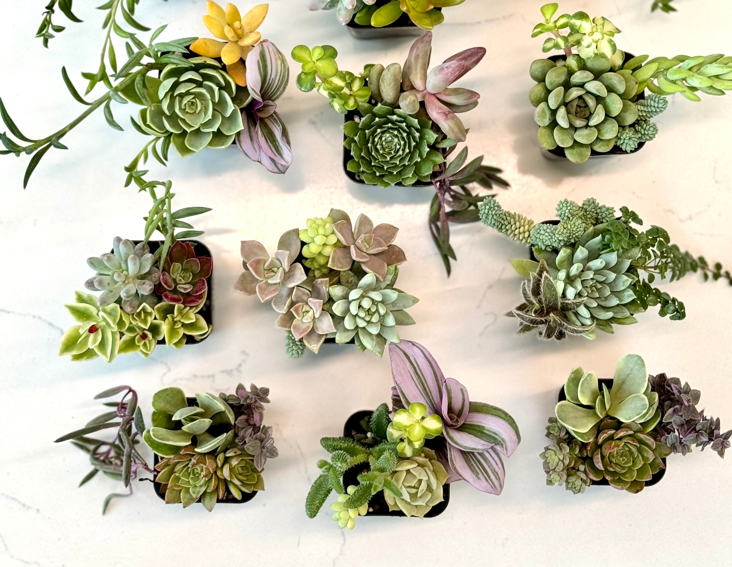 10 Mixed Succulent Favors – Perfect for Hostess, Corporate, and Event Gifting