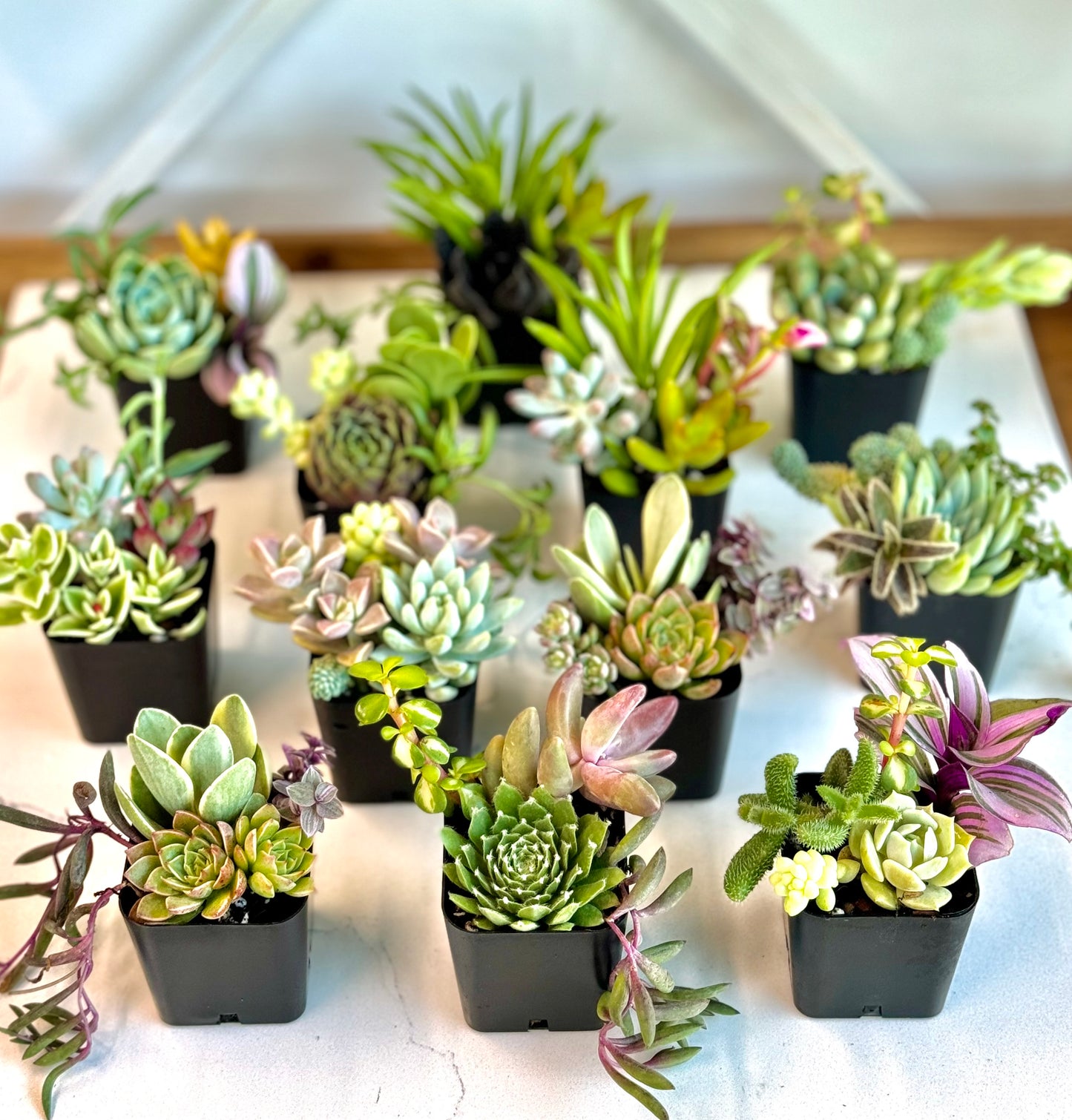 Mixed Succulent Pots