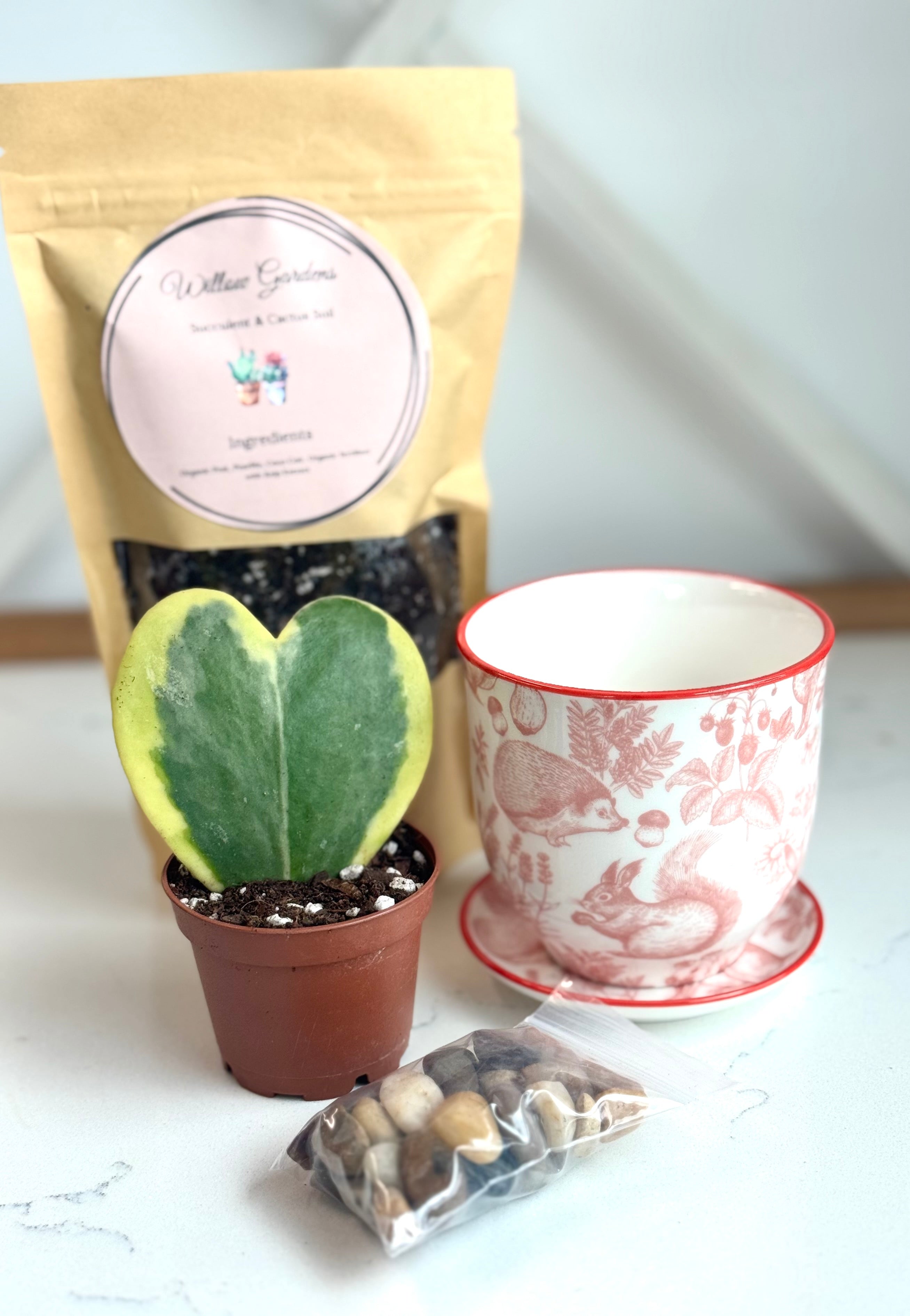 Hoya Kerrii Heart - DIY Box