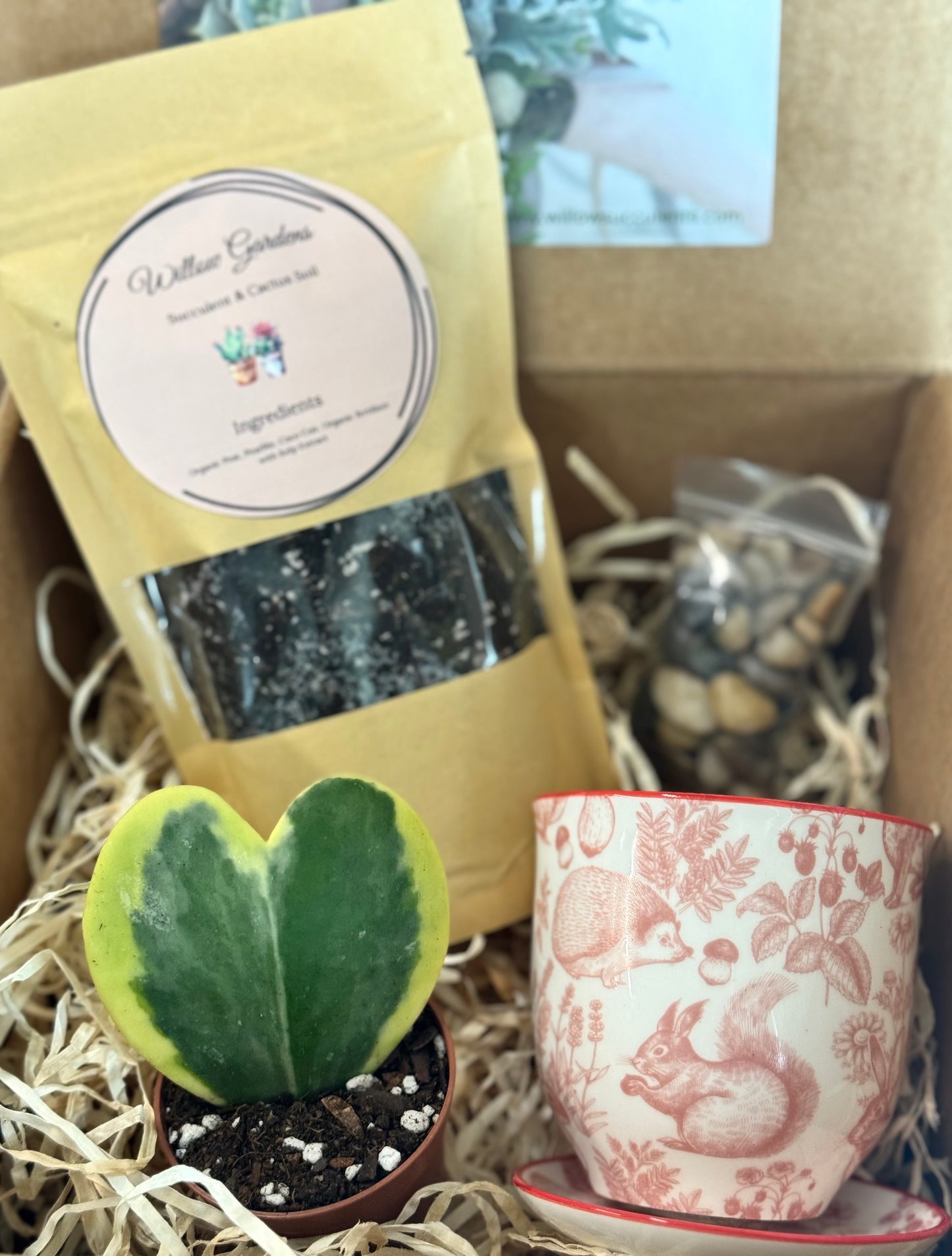 Hoya Kerrii Heart - DIY Box