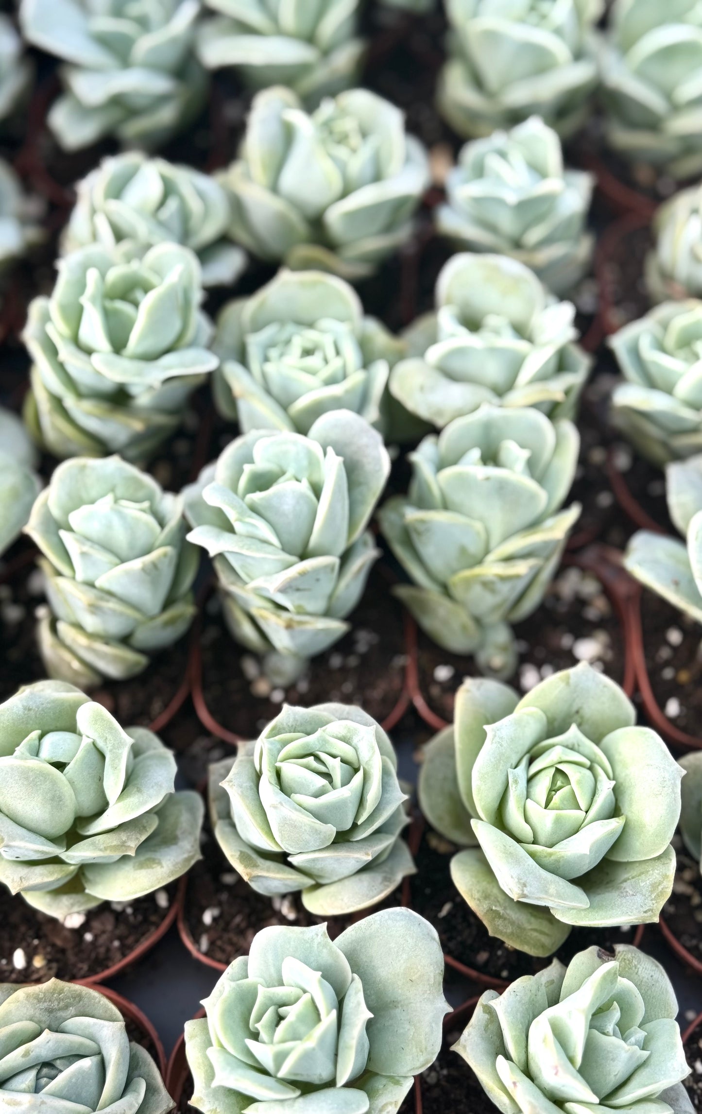 Graptoveria 'Lovely Rose'
