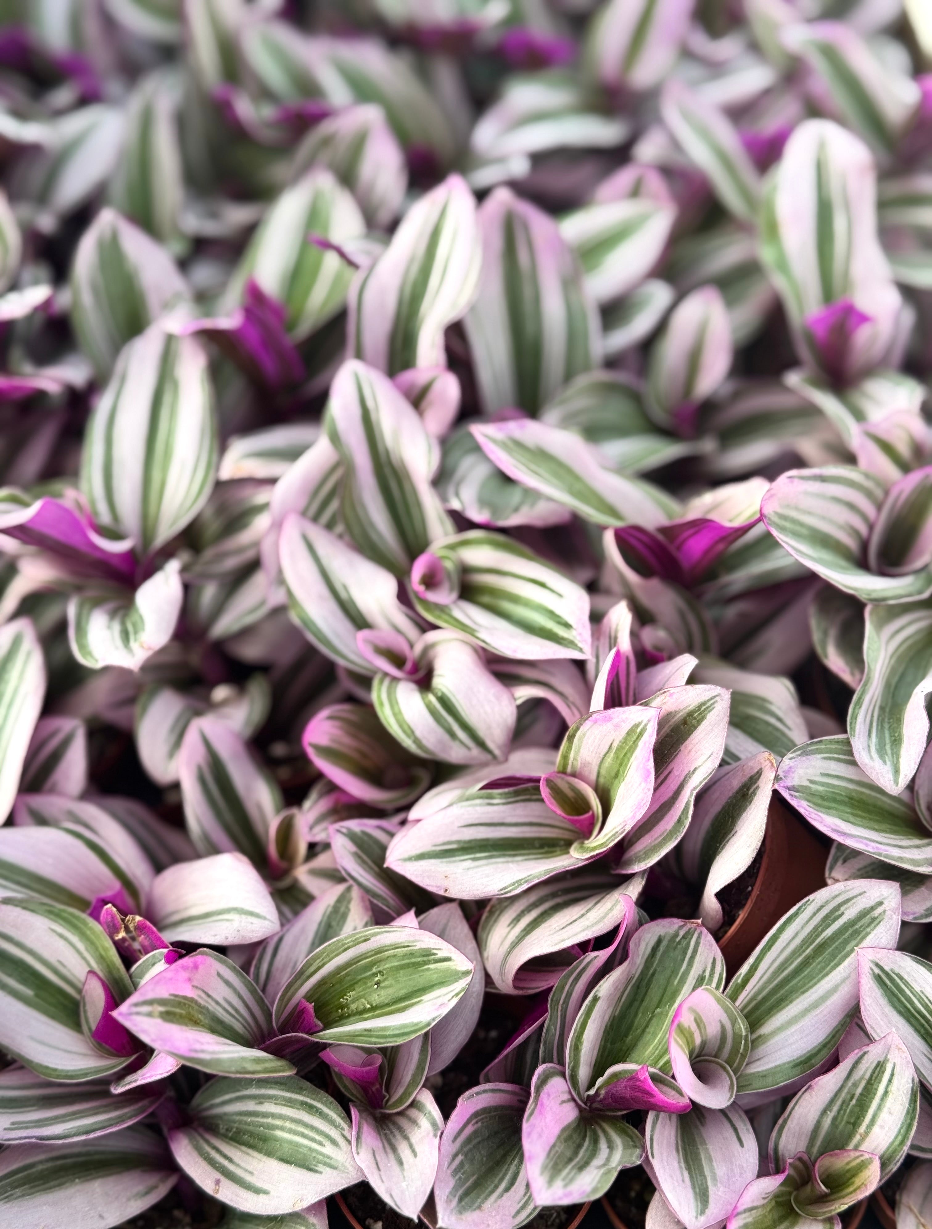 is tradescantia nanouk a succulent Nanouk Tradescantia