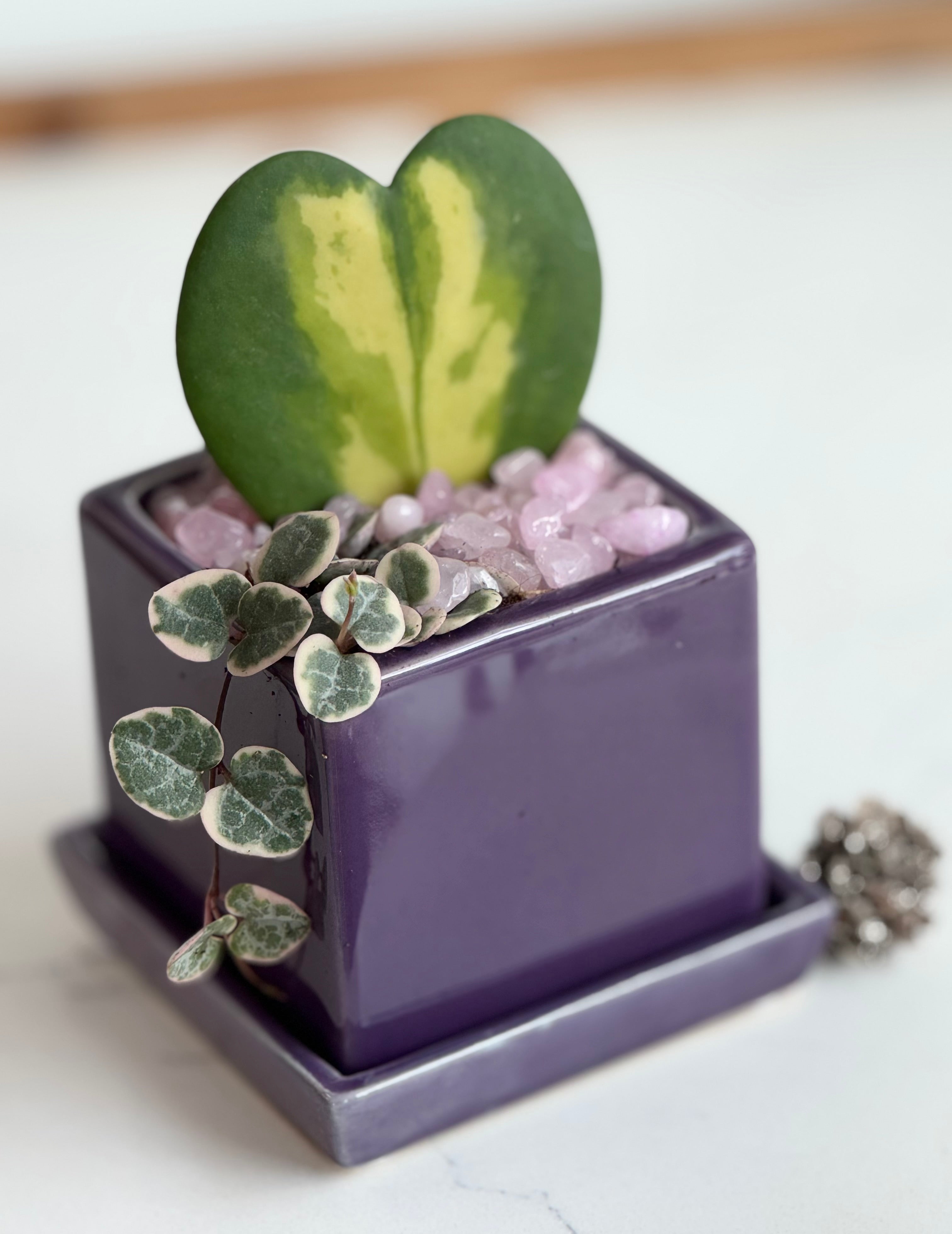 Flame Hoya Kerrii Heart + Variegated String of Hearts