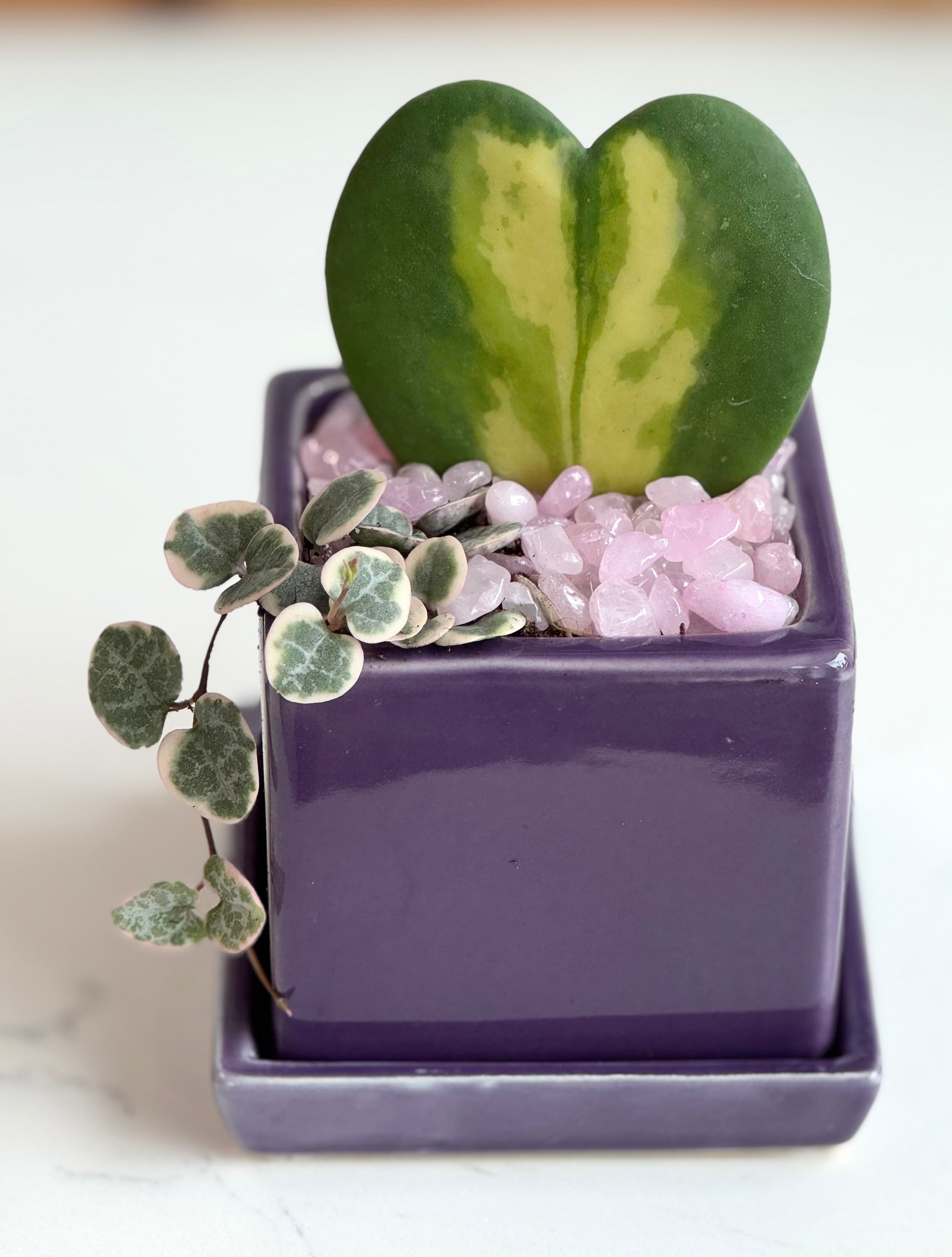 Flame Hoya Kerrii Heart + Variegated String of Hearts