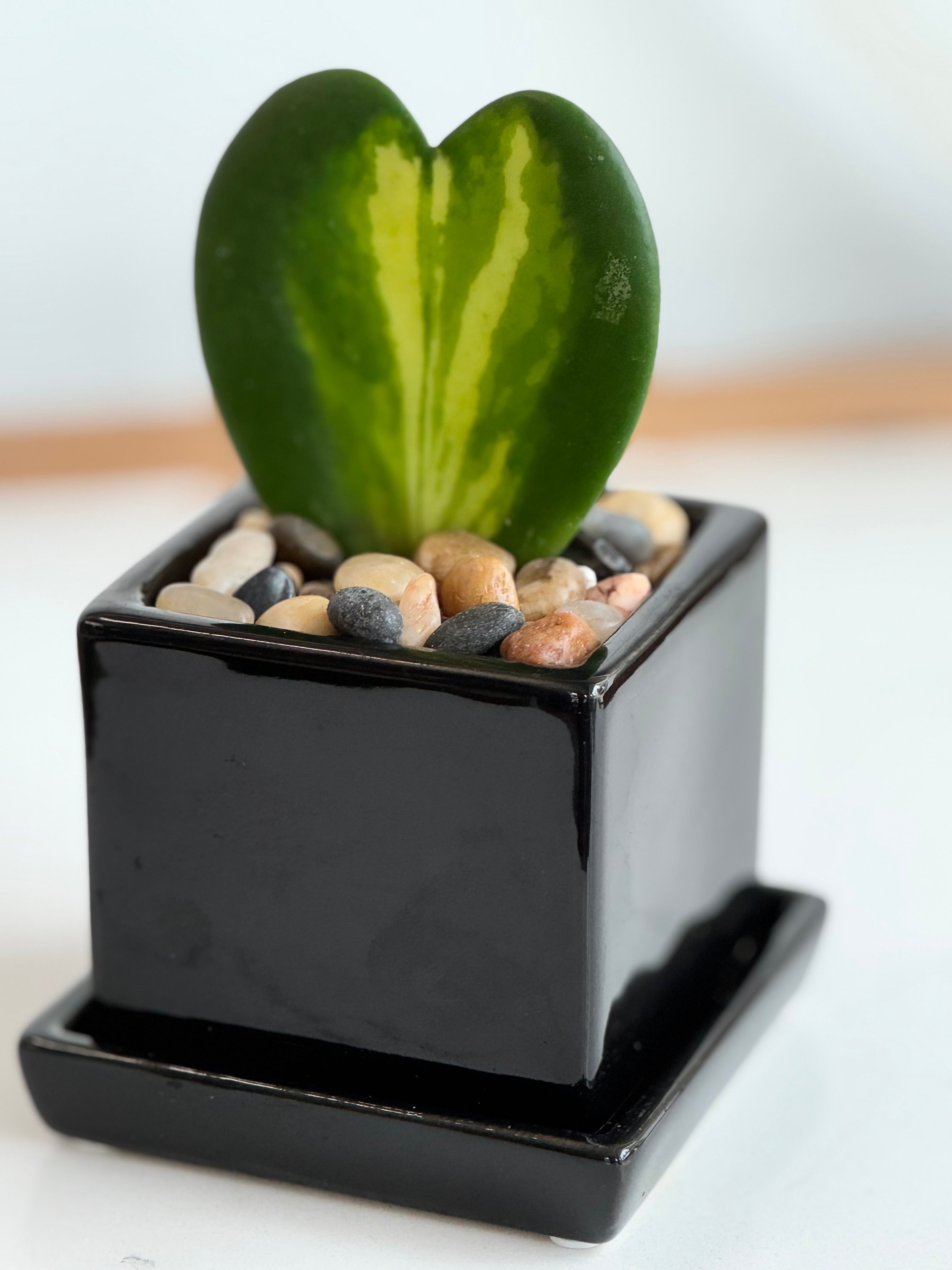 Flame Hoya Kerrii Heart