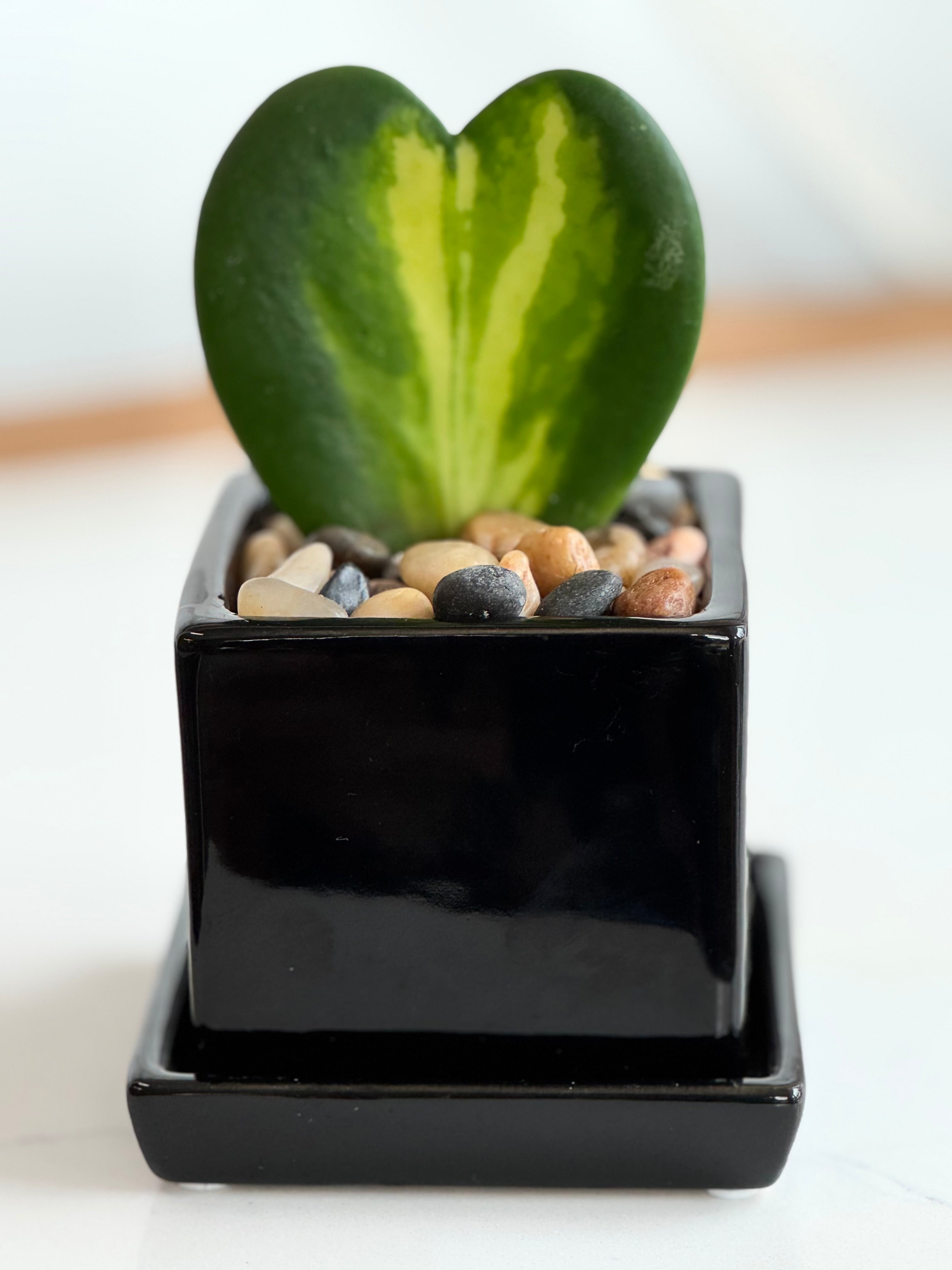 Flame Hoya Kerrii Heart