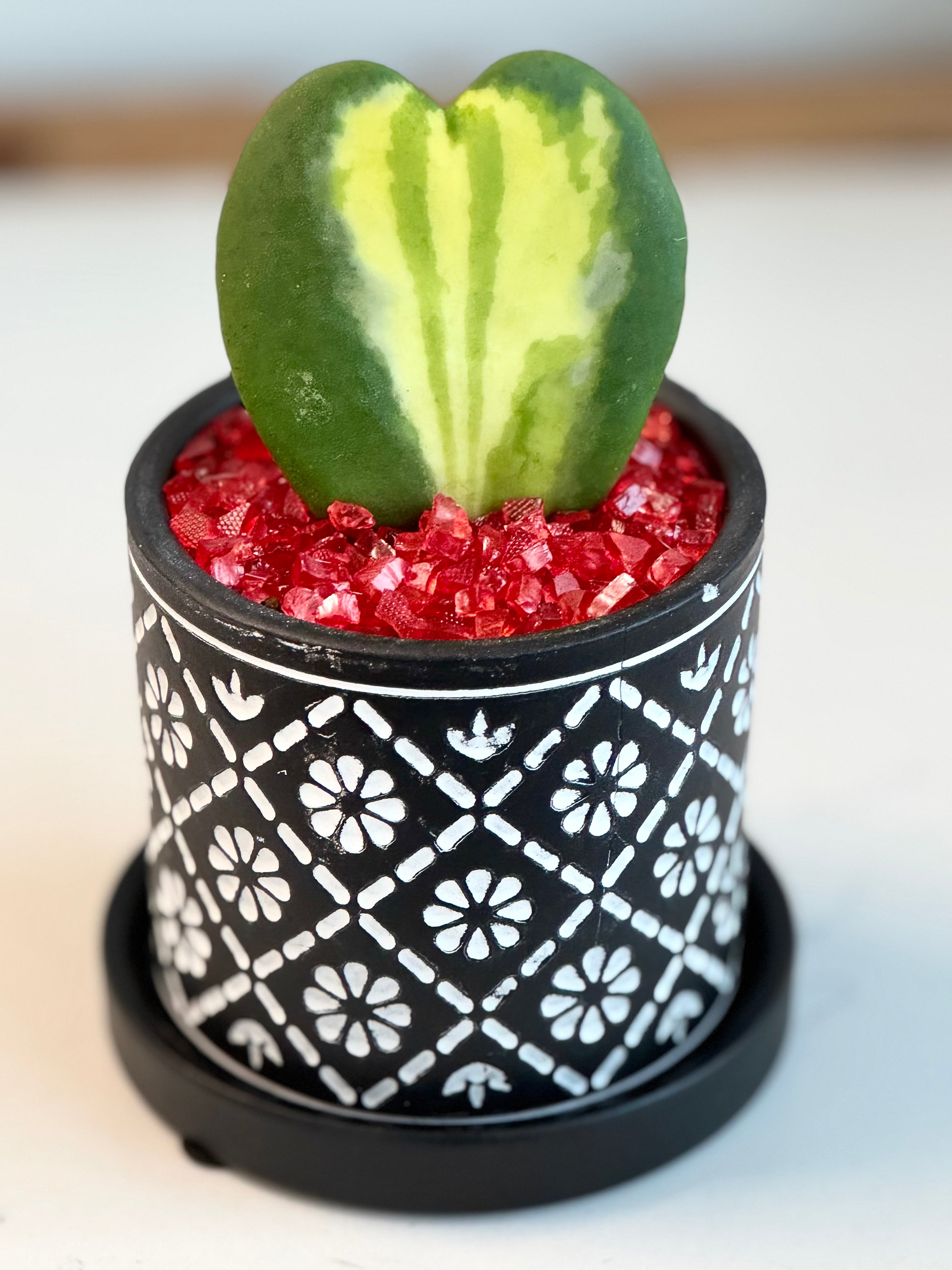 Hoya Kerrii heart Flame