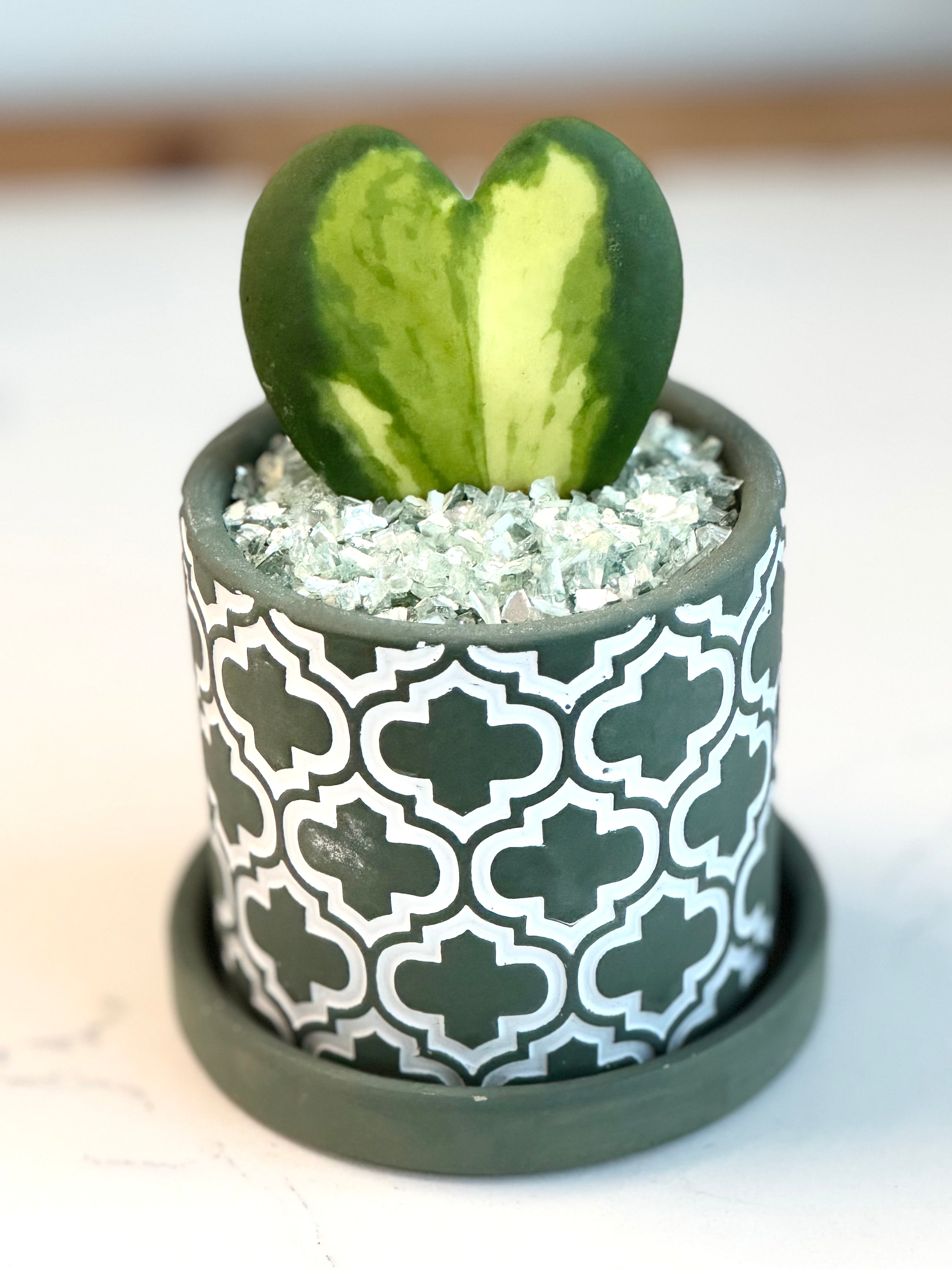 Hoya Kerrii heart Flame