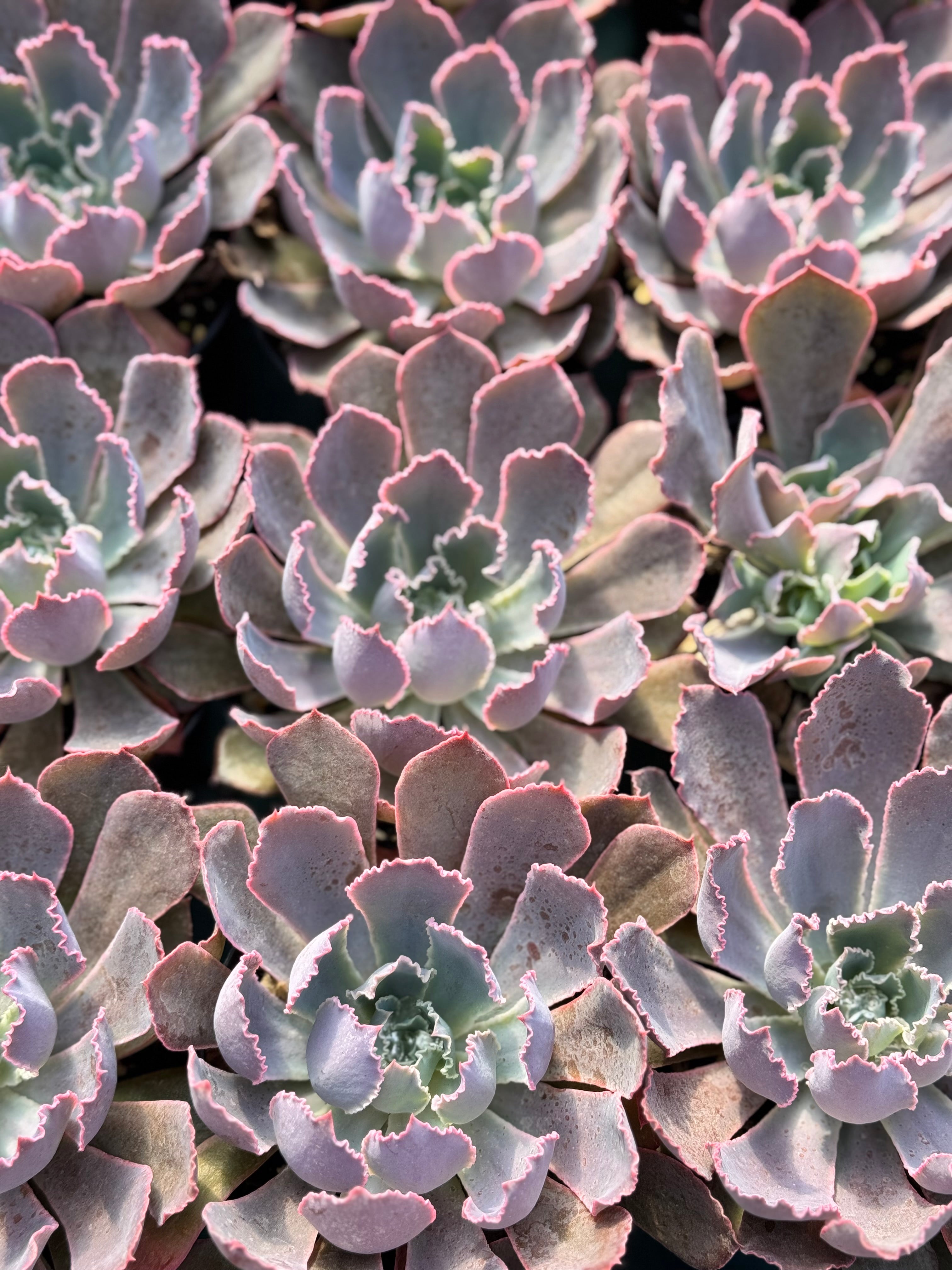 3" Echeveria Neon Breaker
