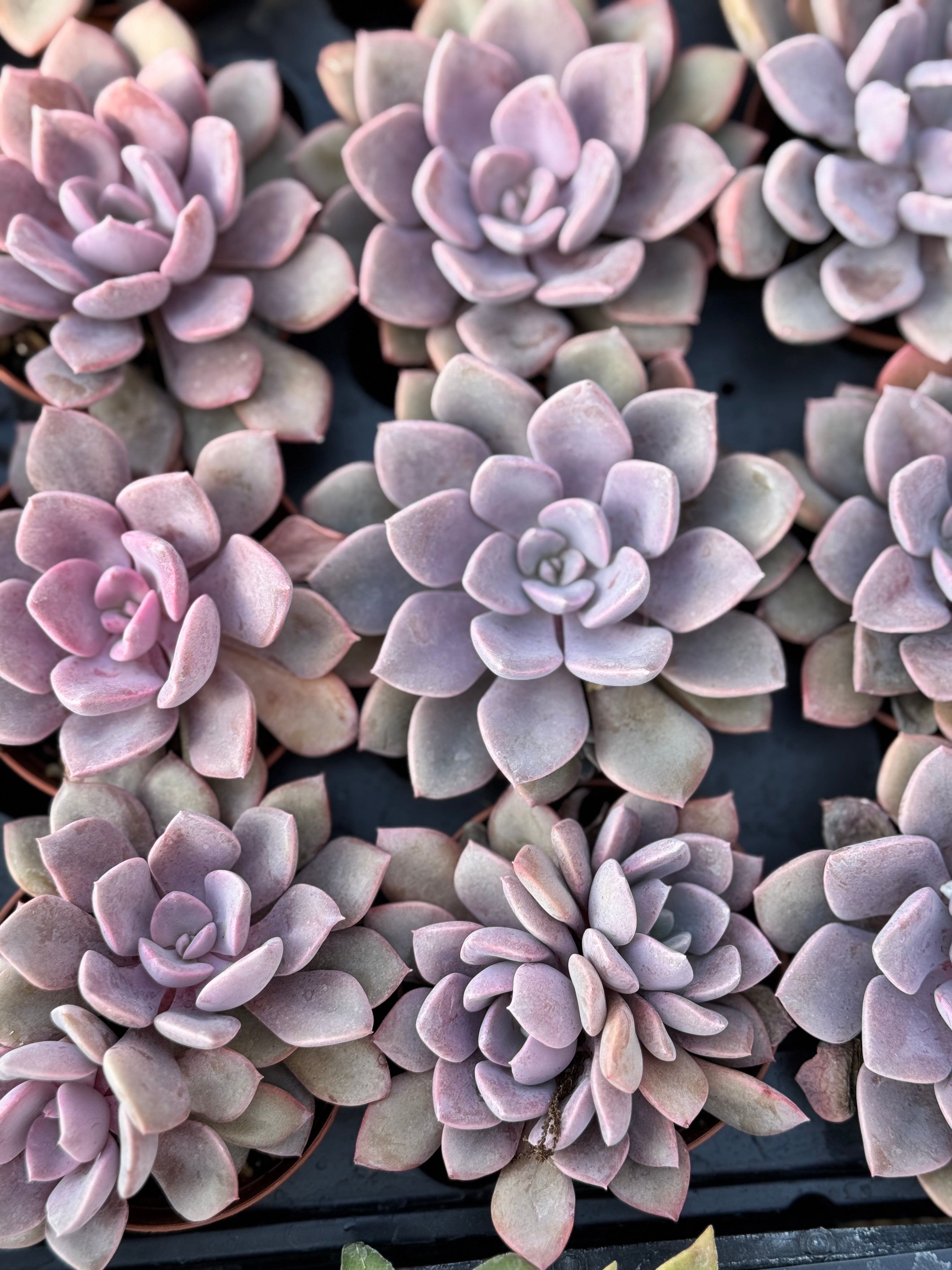 3" Graptoveria Debbie