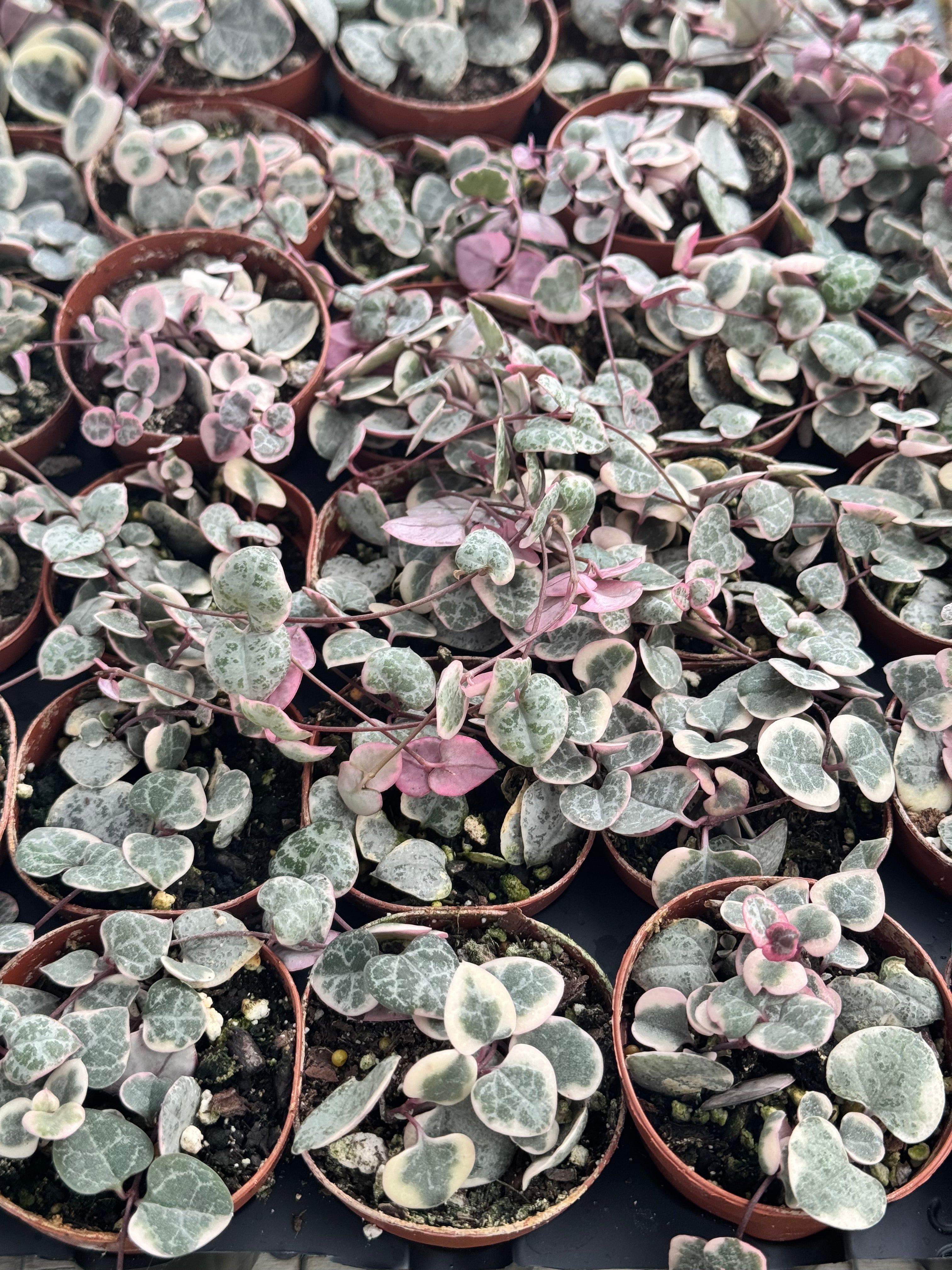 Variegated String of hearts
