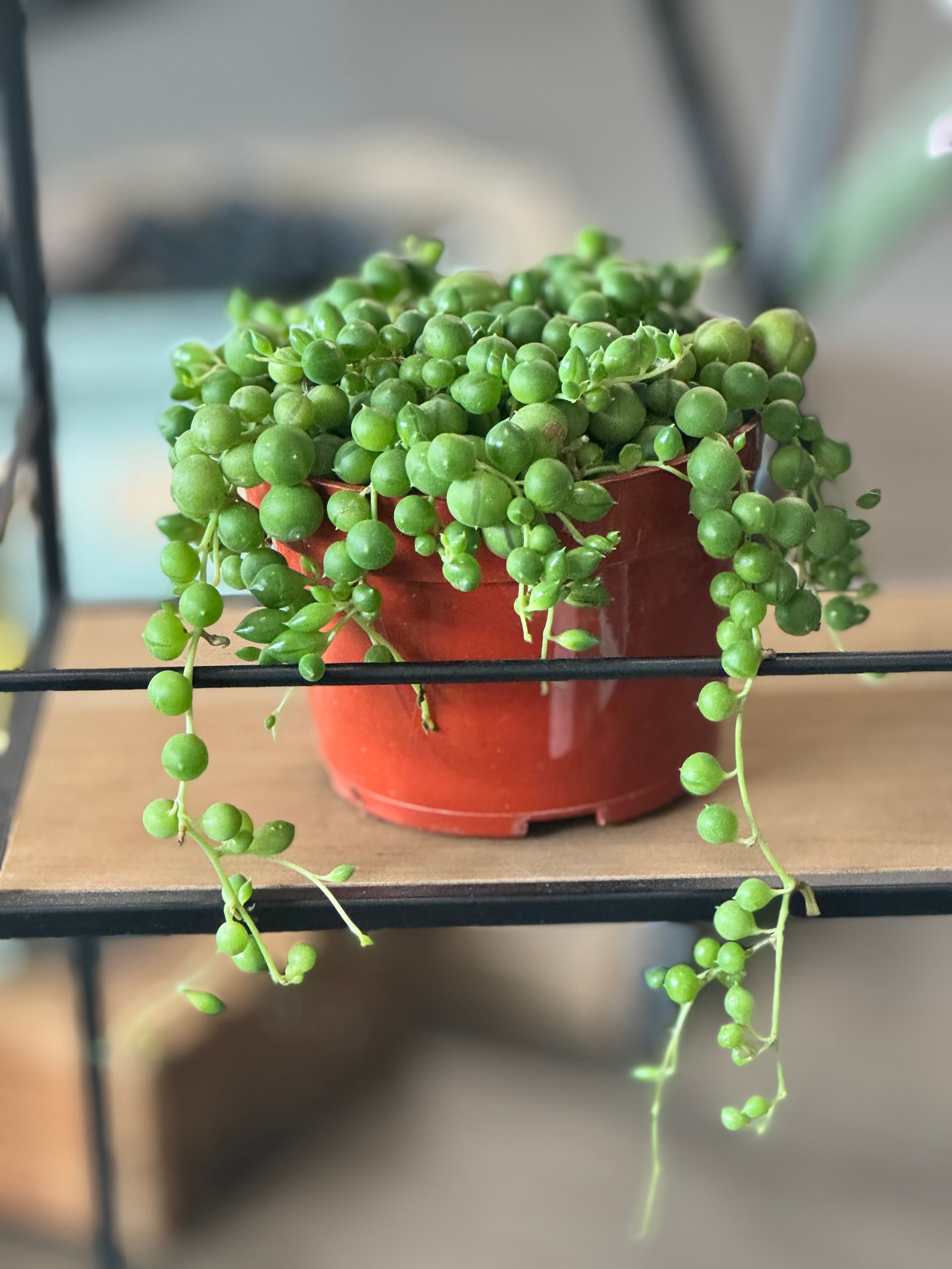 String of Pearls (Senecio rowleyanus)
