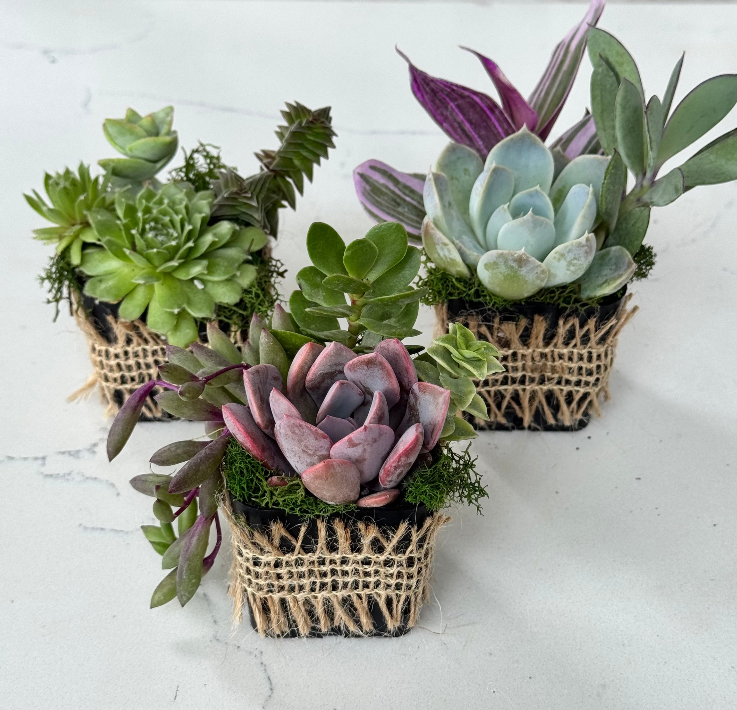 Mixed Succulent Party favors
