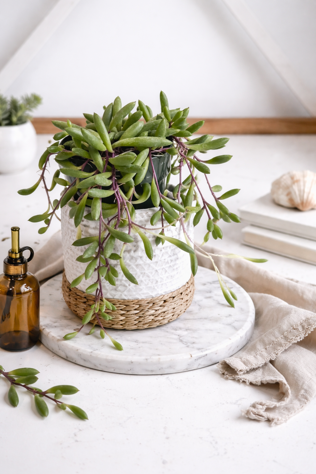 Ruby Necklace (Othonna capensis)