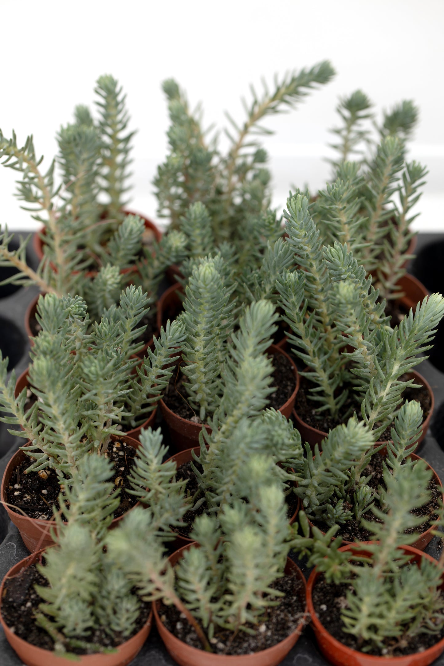 Sedum Blue Spruce