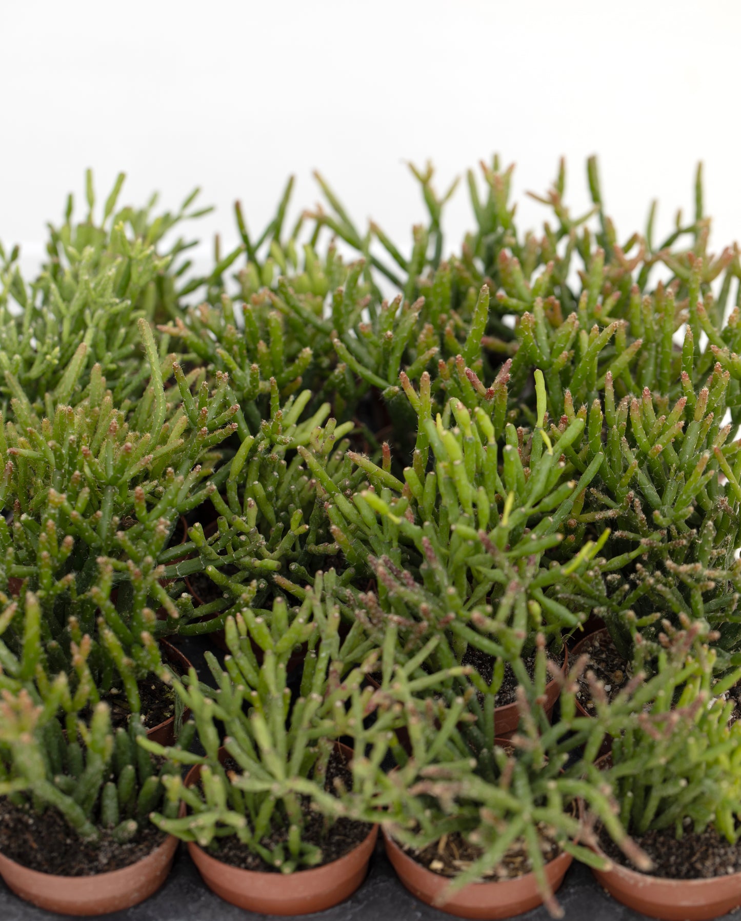 Rhipsalis