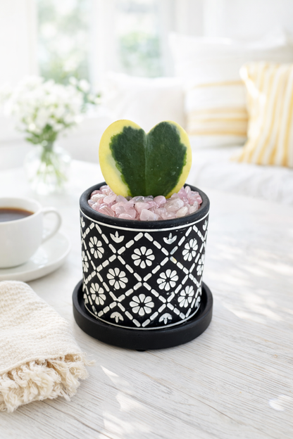 Variegated Hoya Heart in Decorative Pot