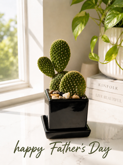 Bunny Ears Cactus in Black Cube Planter
