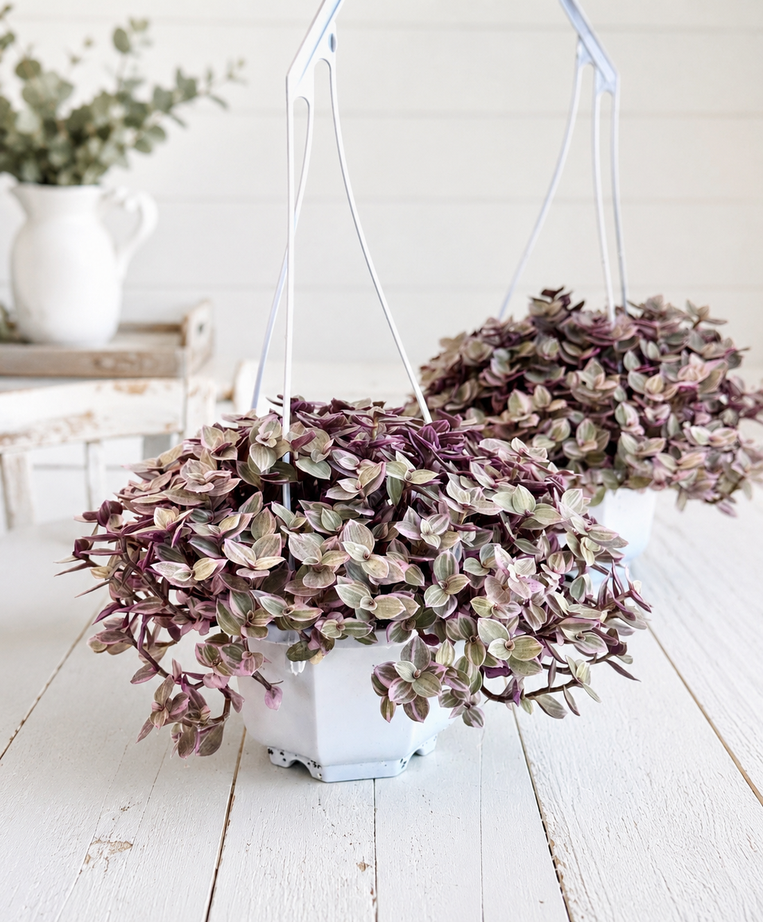 Pink Panther Tradescantia in hanging Pot