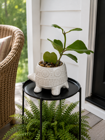 Hoya Kerrii Heart Vine in Decorative Turtle Planter