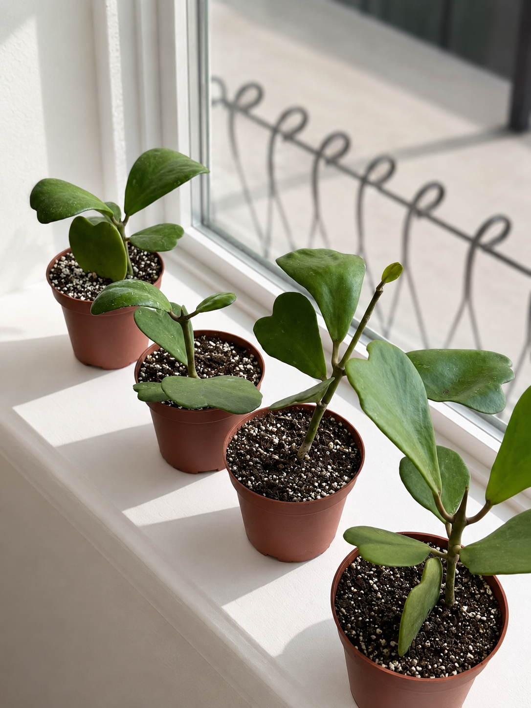 Hoya Kerrii Heart Vine
