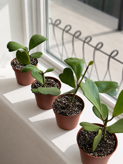 Hoya Kerrii Heart Vine
