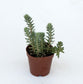 Sedum Blue Spruce