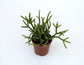 Rhipsalis
