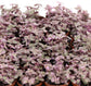 Pink Panther  tradescantia