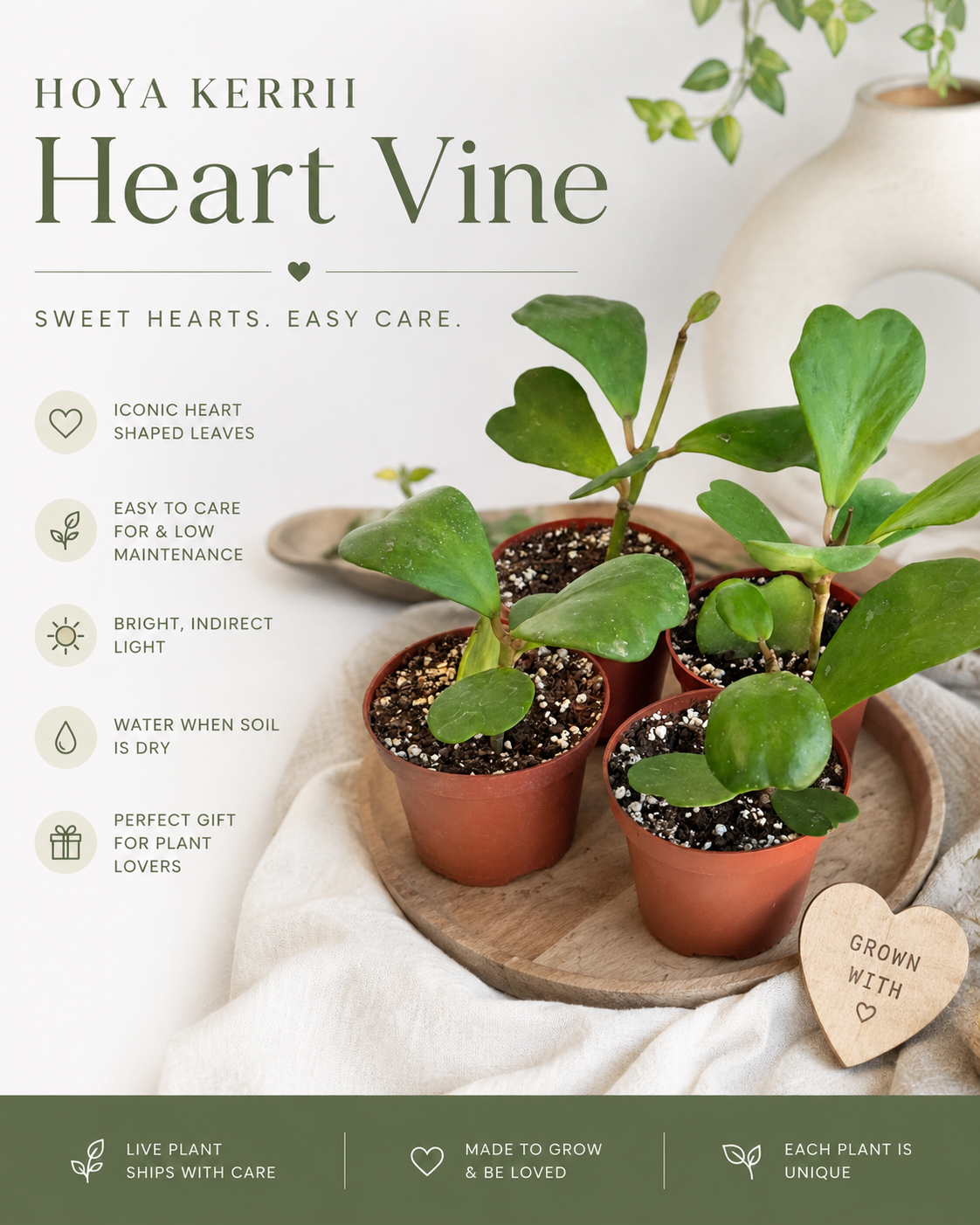 Hoya Kerrii Heart Vine