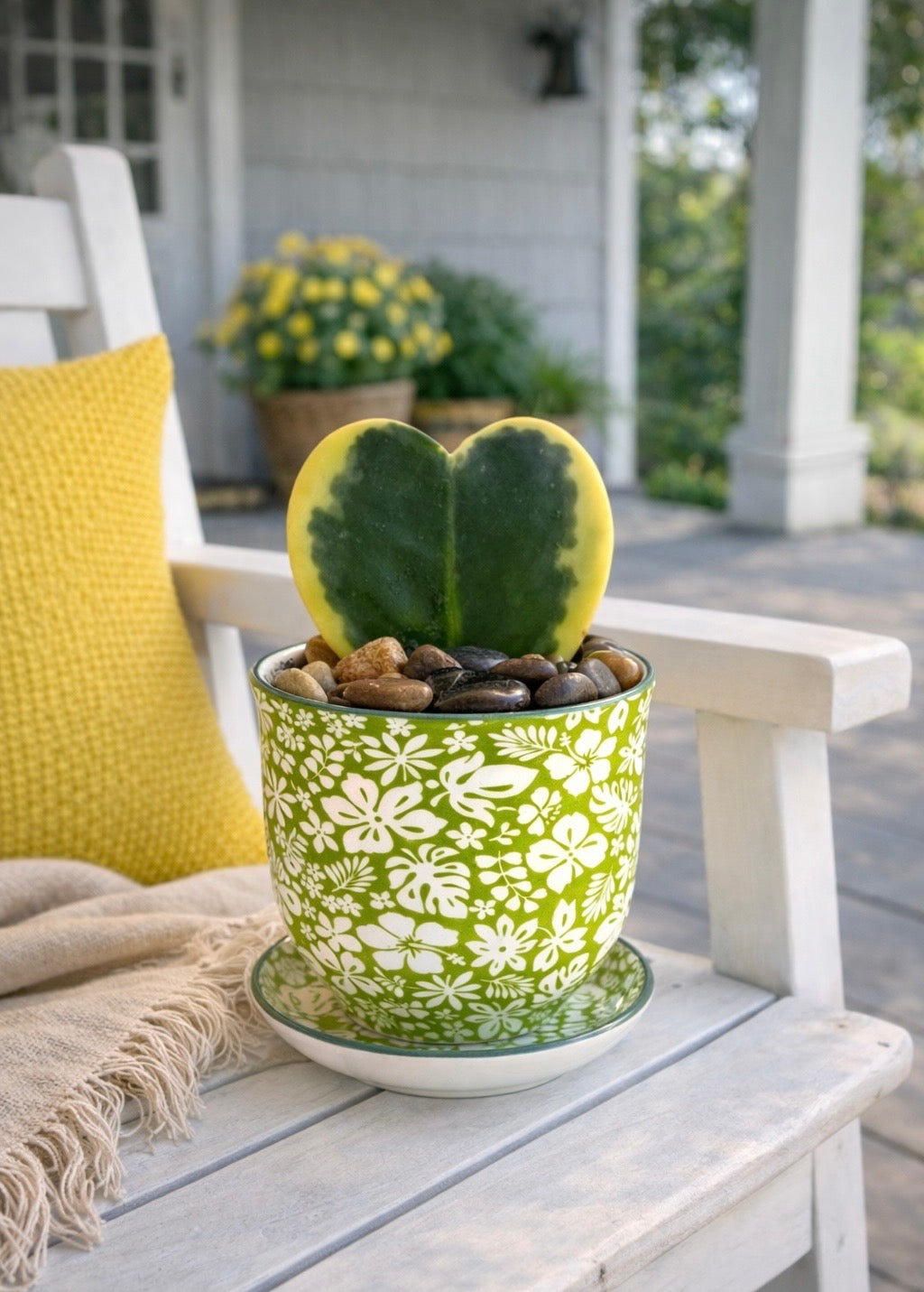 💚 Hoya Kerrii Heart in Decorative Pot