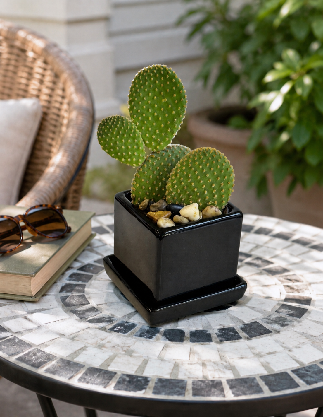Bunny Ears Cactus in Black Cube Planter