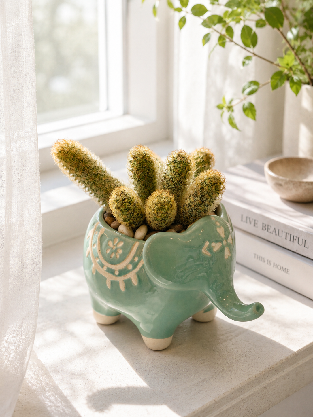 Lady Finger Cactus in Decorative Elephant Planter