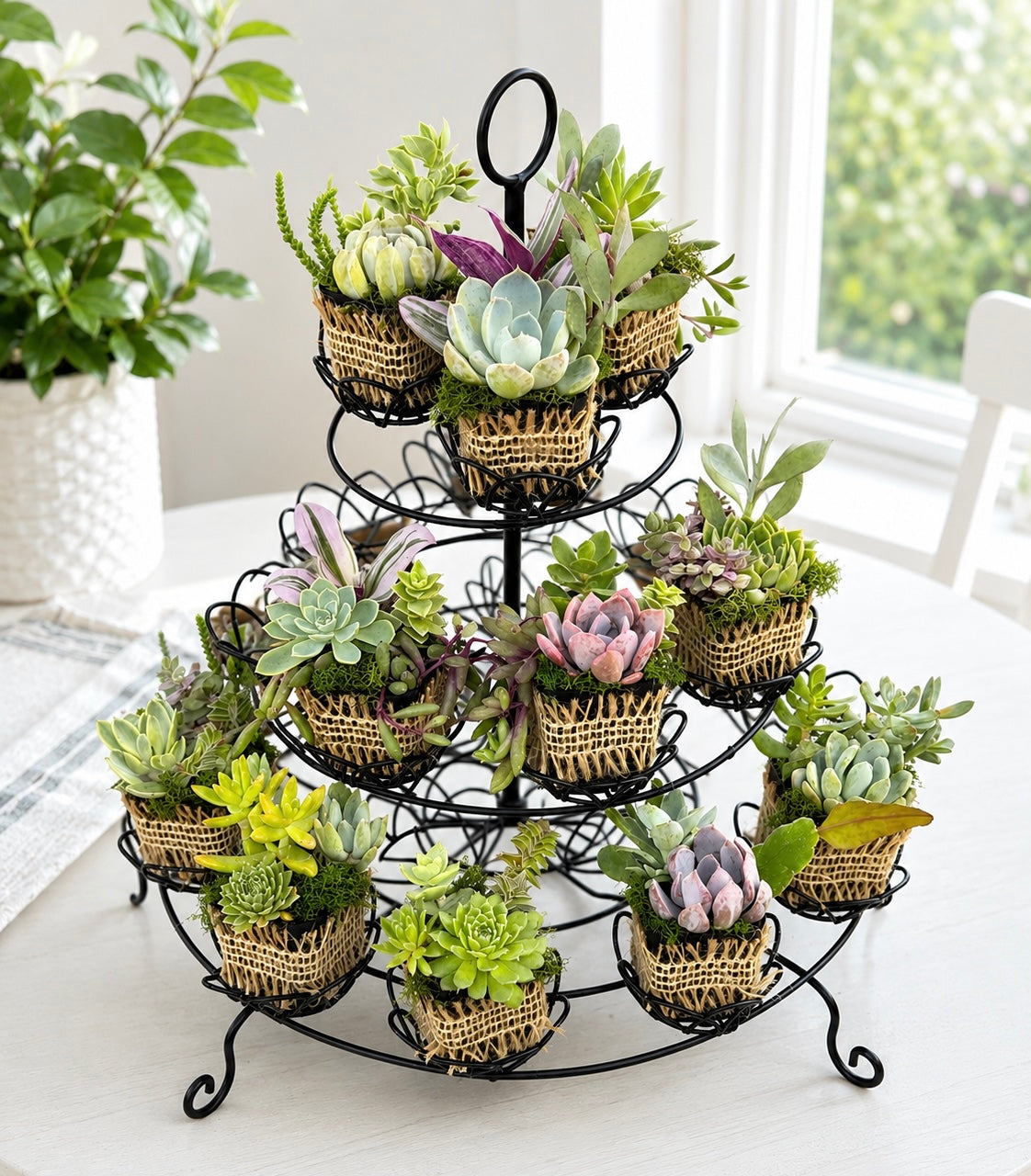 Mixed Succulent Party favors