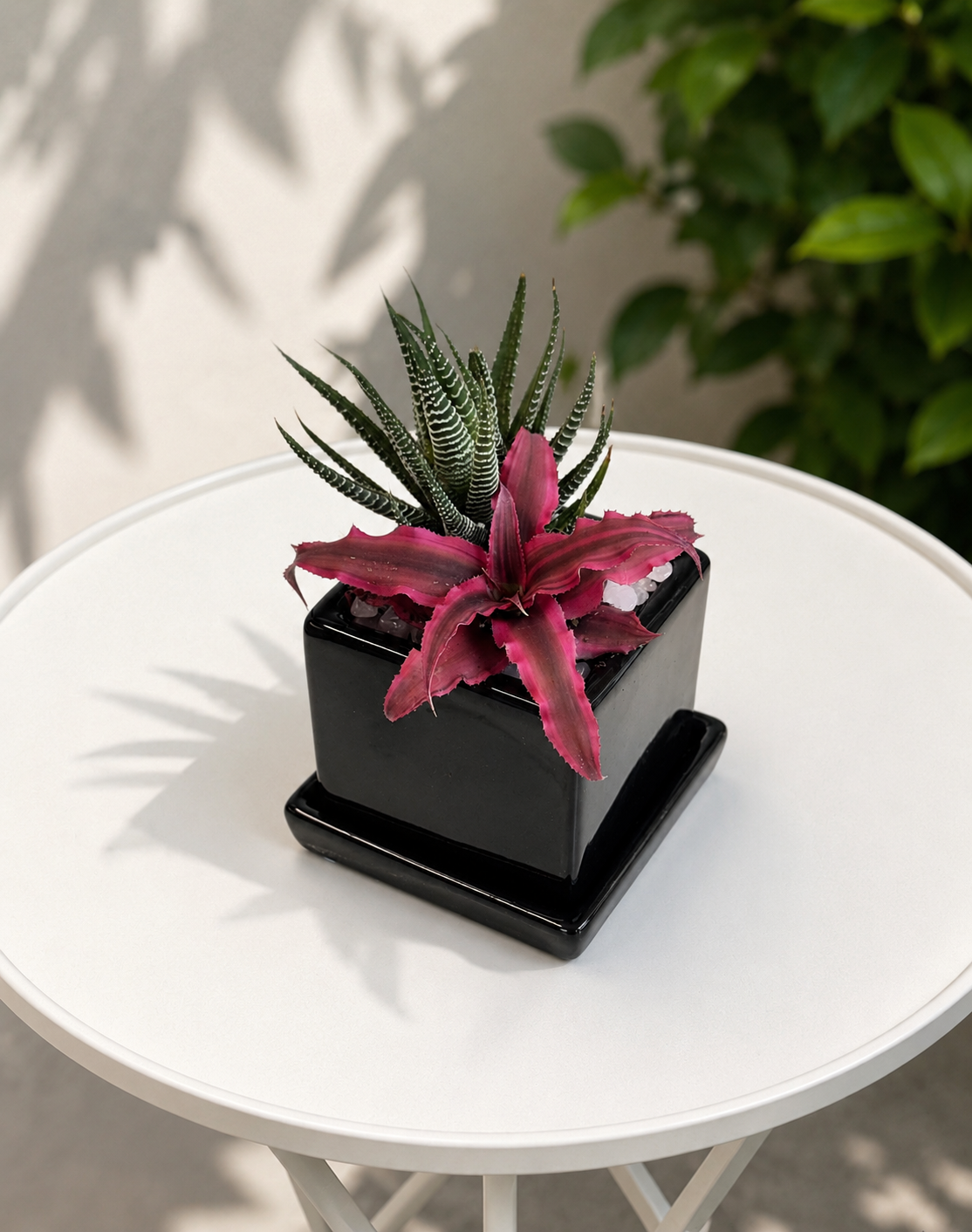 Cryptanthus &amp; Zebra Haworthia in Modern Black Cube Planter