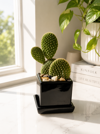 Bunny Ears Cactus in Black Cube Planter